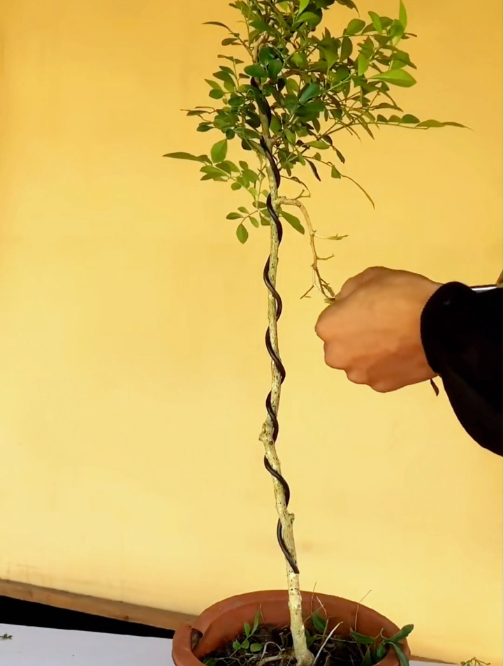 直棒棒桩九里香,留一飘一拖一深度枝做成标准的文人盆景,怎么样-度小