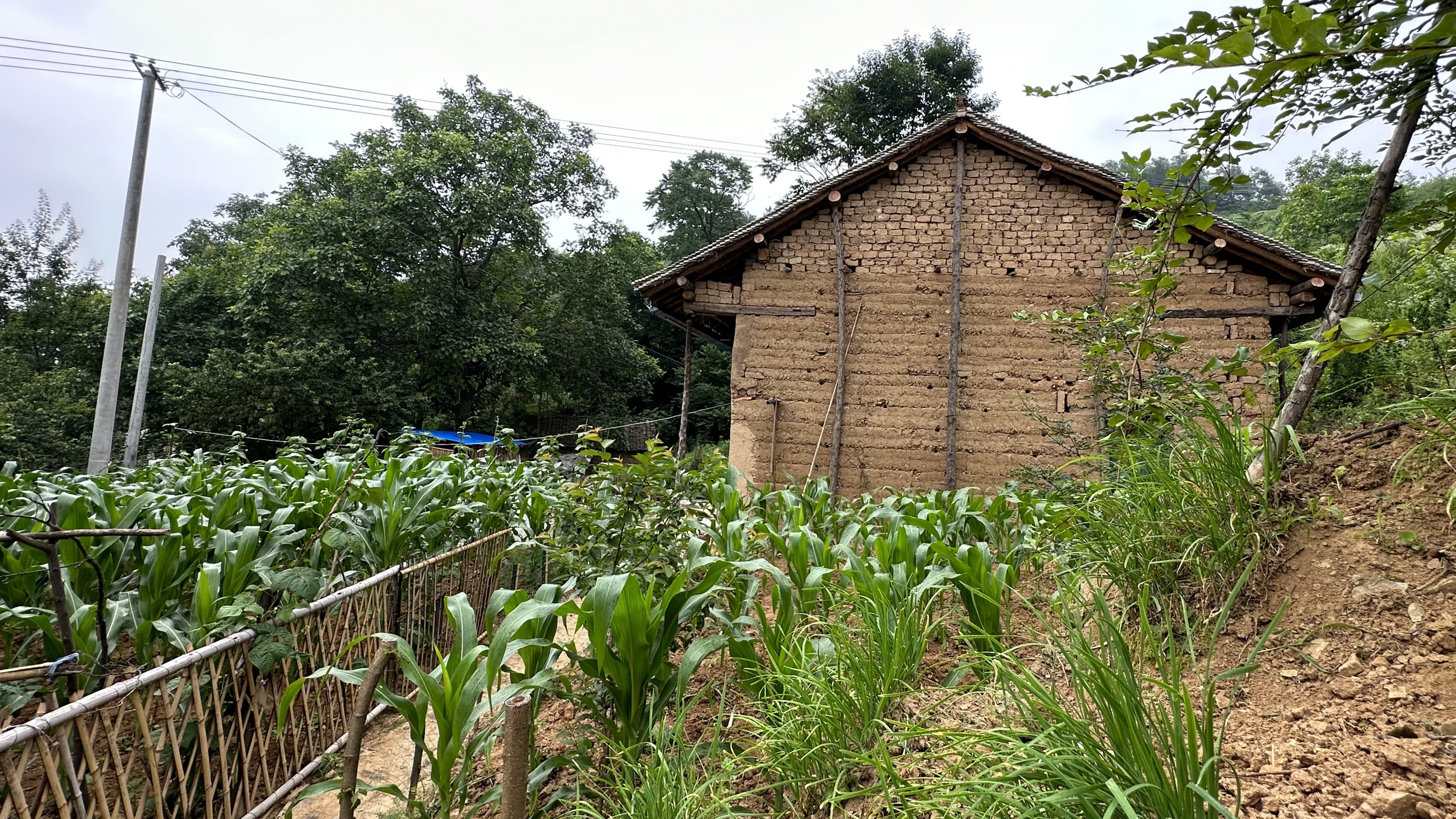 一早起来天就下雨,挑选土豆打包装箱,吃过饭就拉着土豆连翘下山