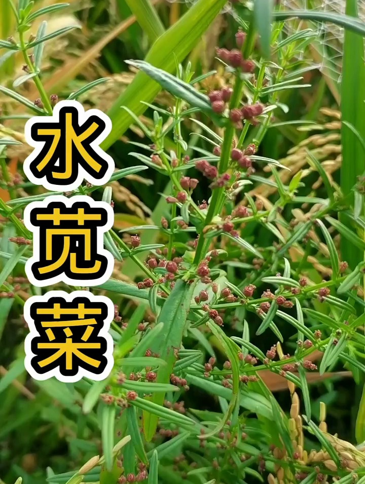 植物科普:水苋菜,生于潮湿地及水田中,可用于跌打损伤