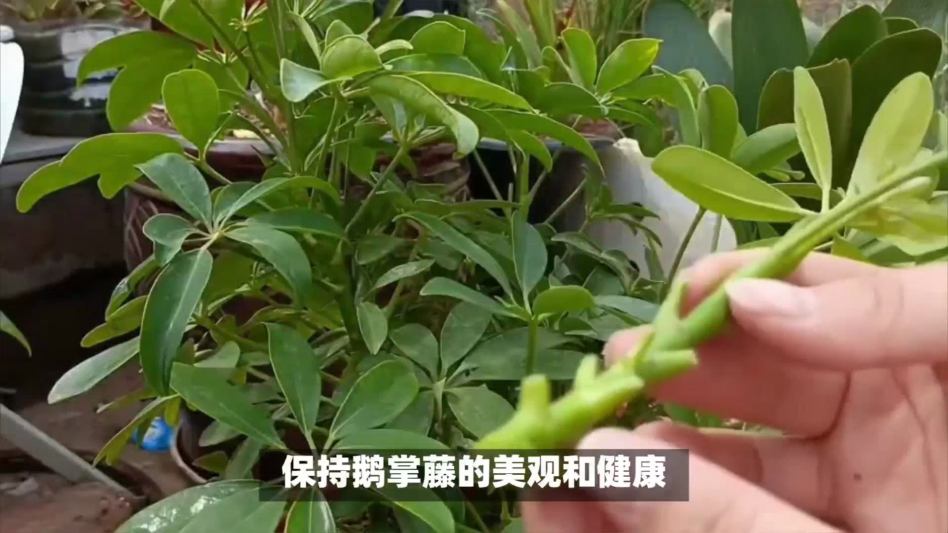 鹅掌藤怎么养分享