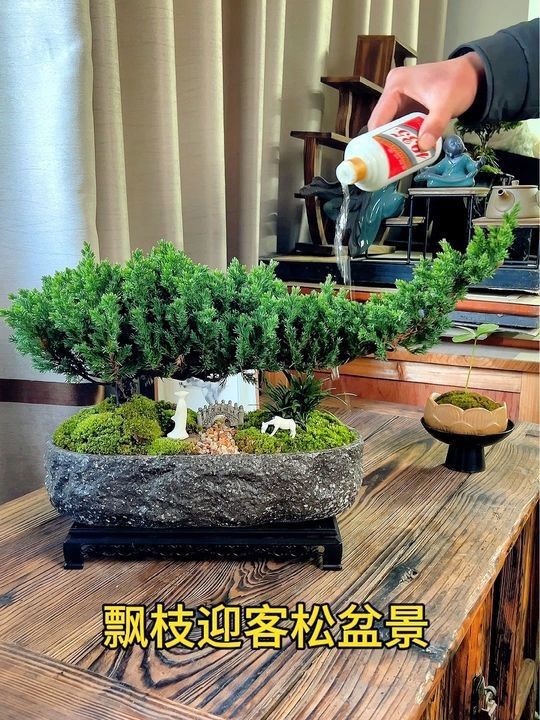家里有做生意的,想要好寓意的迎客松记得来带走一盆