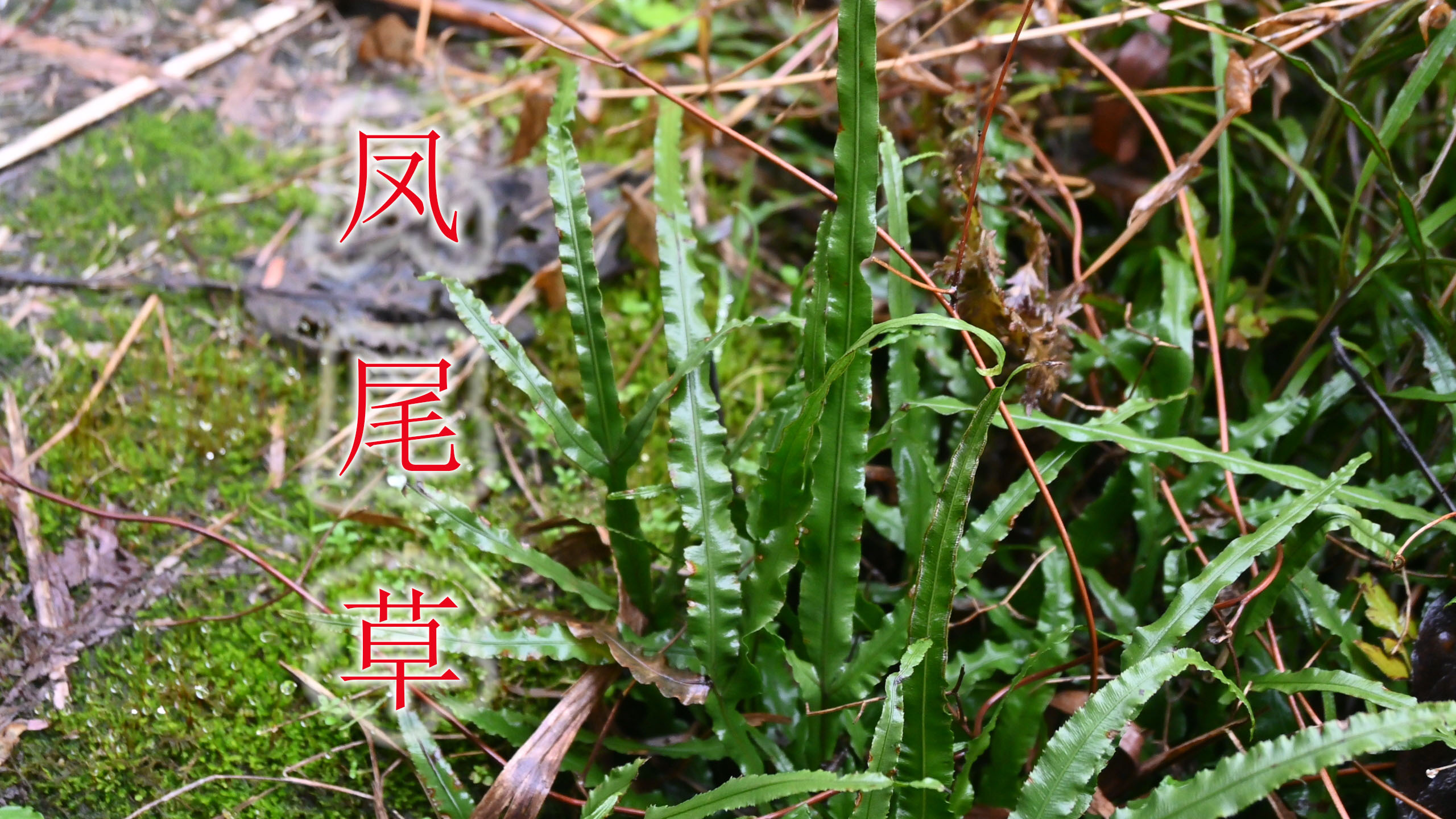 蛇药植物“凤尾草”,农村生活中常见野草,用途与价值了解吗?