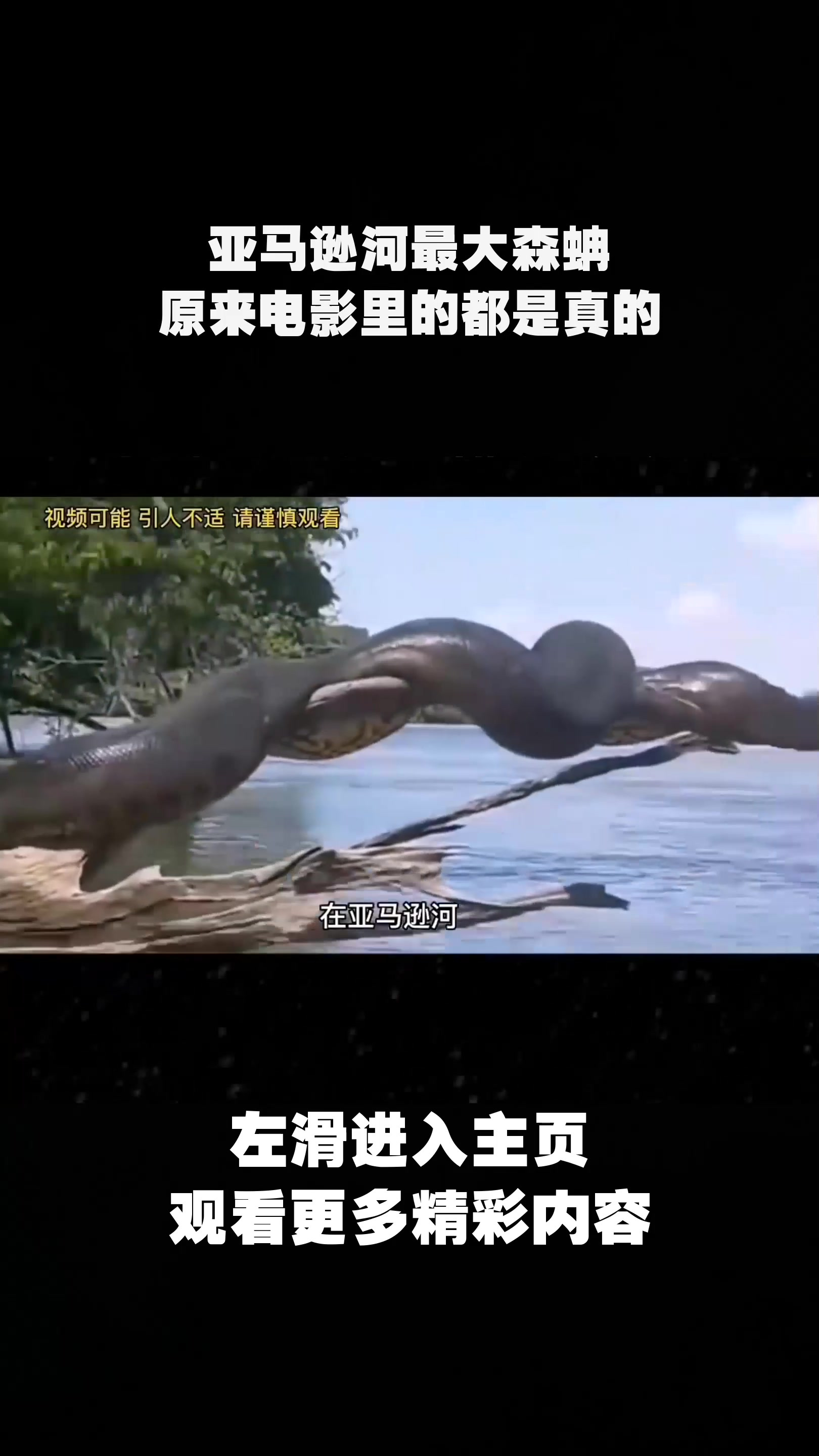 亚马逊河最大森蚺,原来电影里的都是真的-度小视