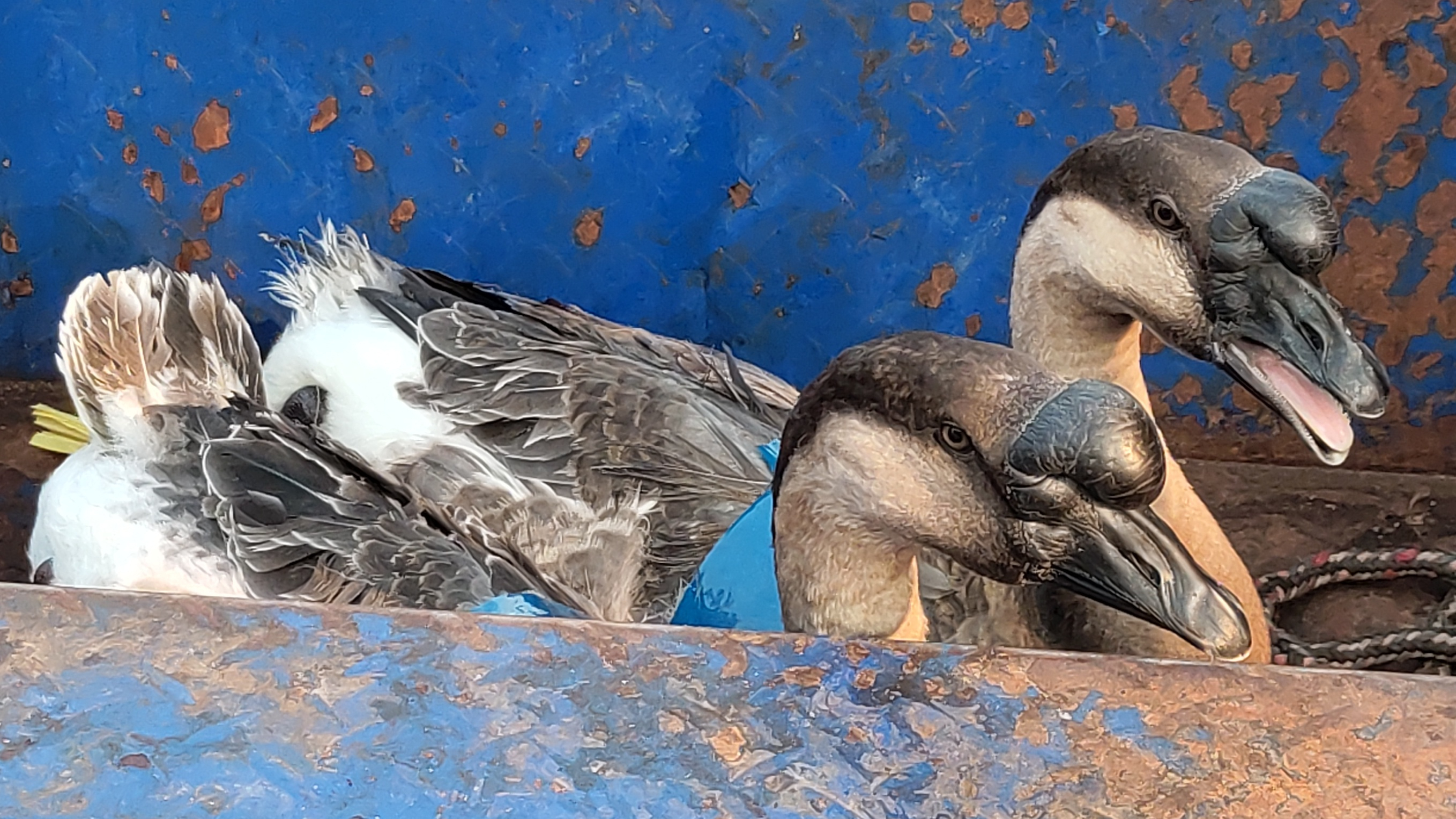 番禺谢村圩日,活禽批零,鸡鸭鹅任抓