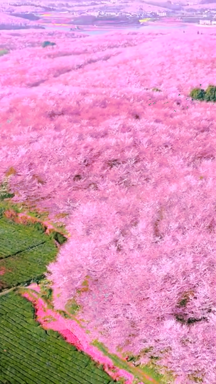 不用去日本全球最美的樱花林就在中国贵州平坝你想和谁一起去