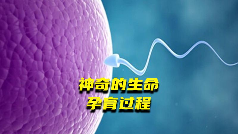 精子和卵子是如何相遇并受孕的?整个过程超乎你的想象,科学,生命科学,好看视频