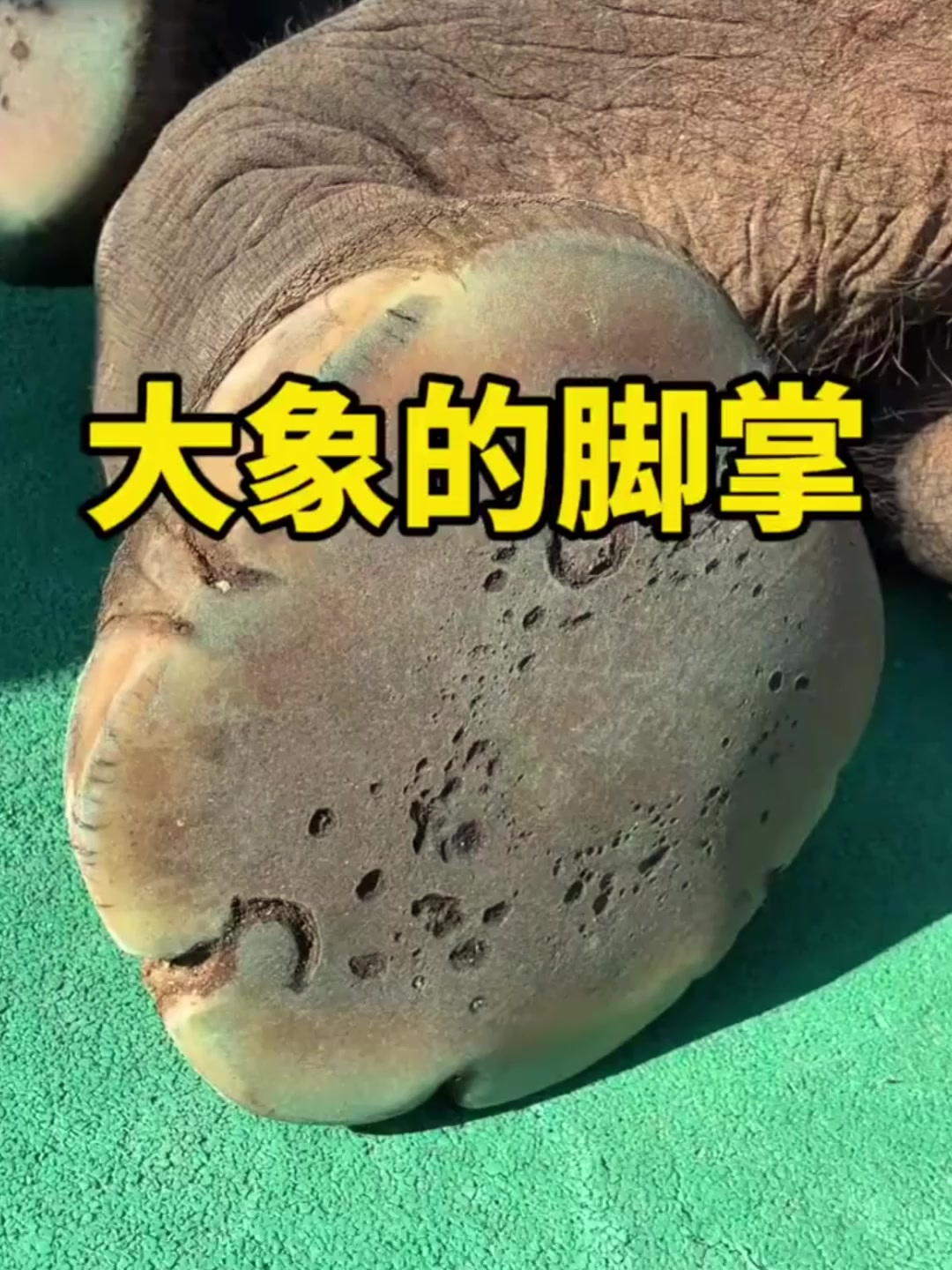 原来大象的脚底掌竟然这么软