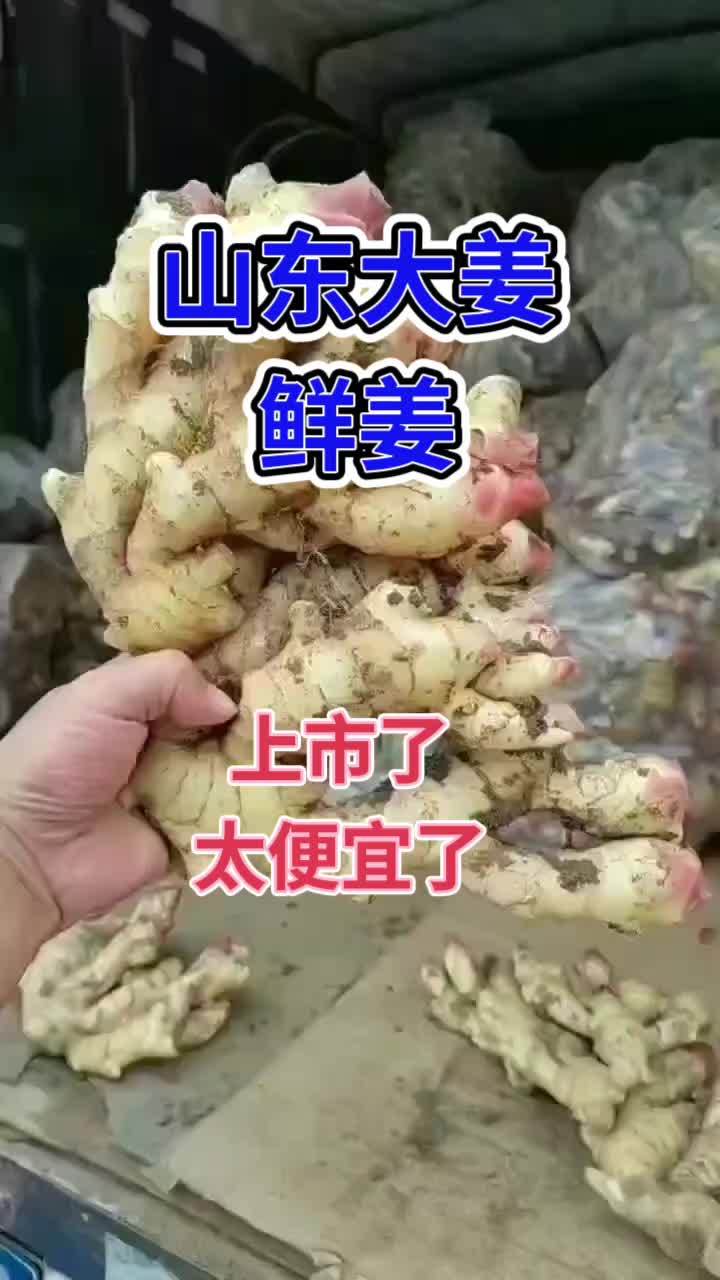 山东大姜滚蛋了图片