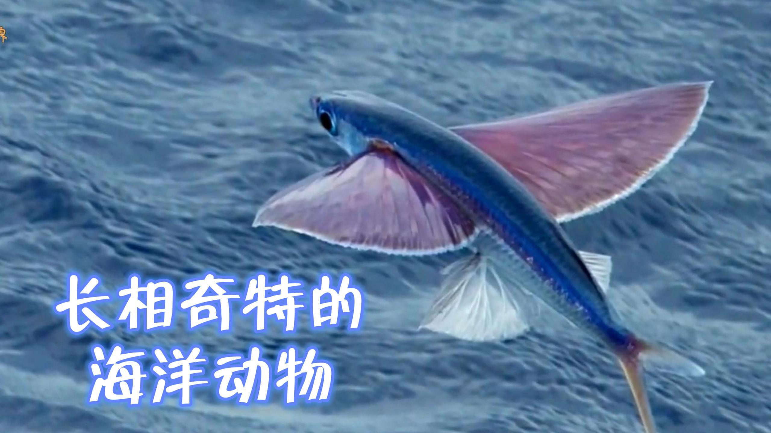 长相奇特的海洋动物,透明的章鱼,海里的“兔子”