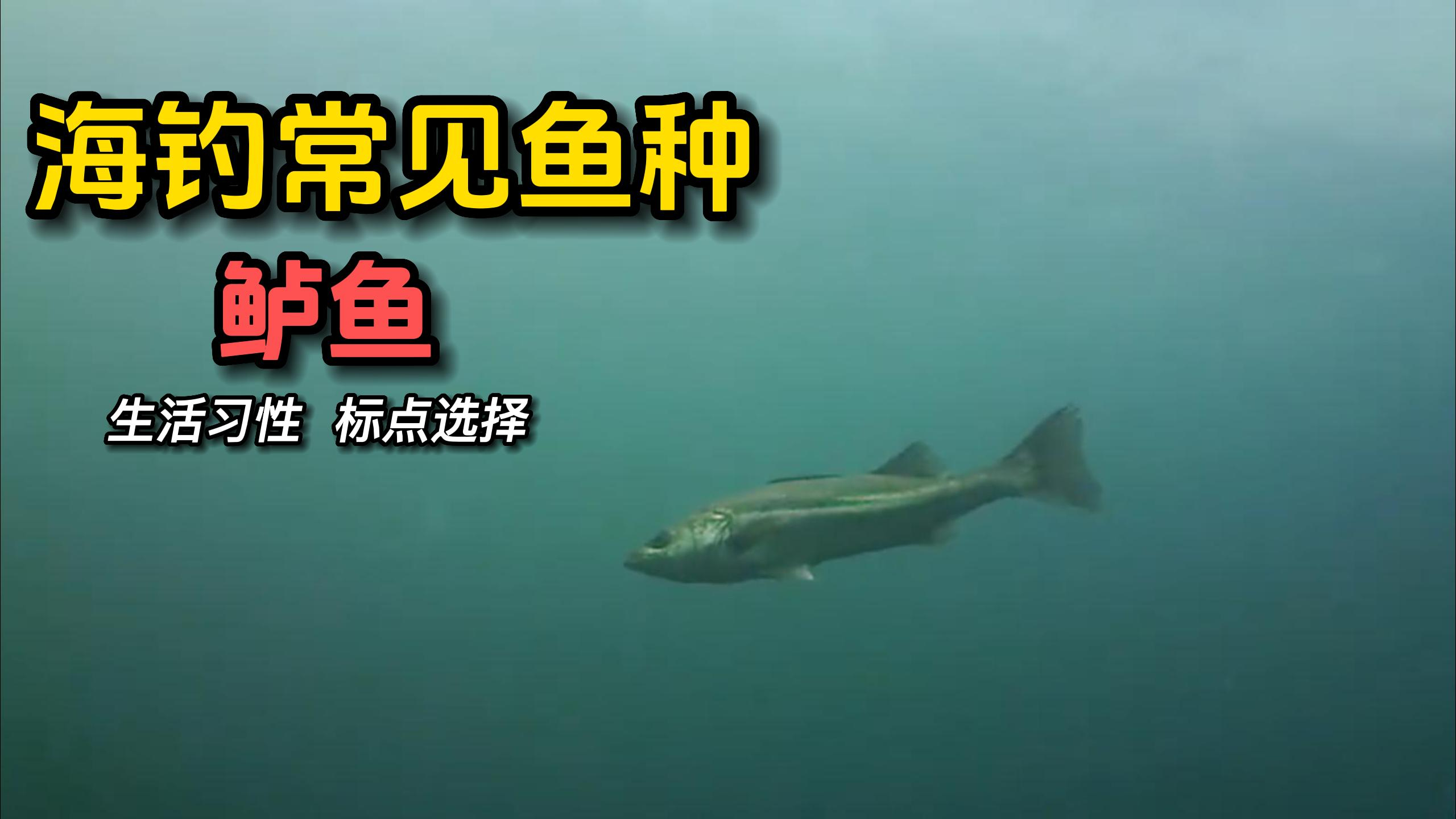 海钓常见鱼种 鲈鱼的生活习性和路亚钓点的选择