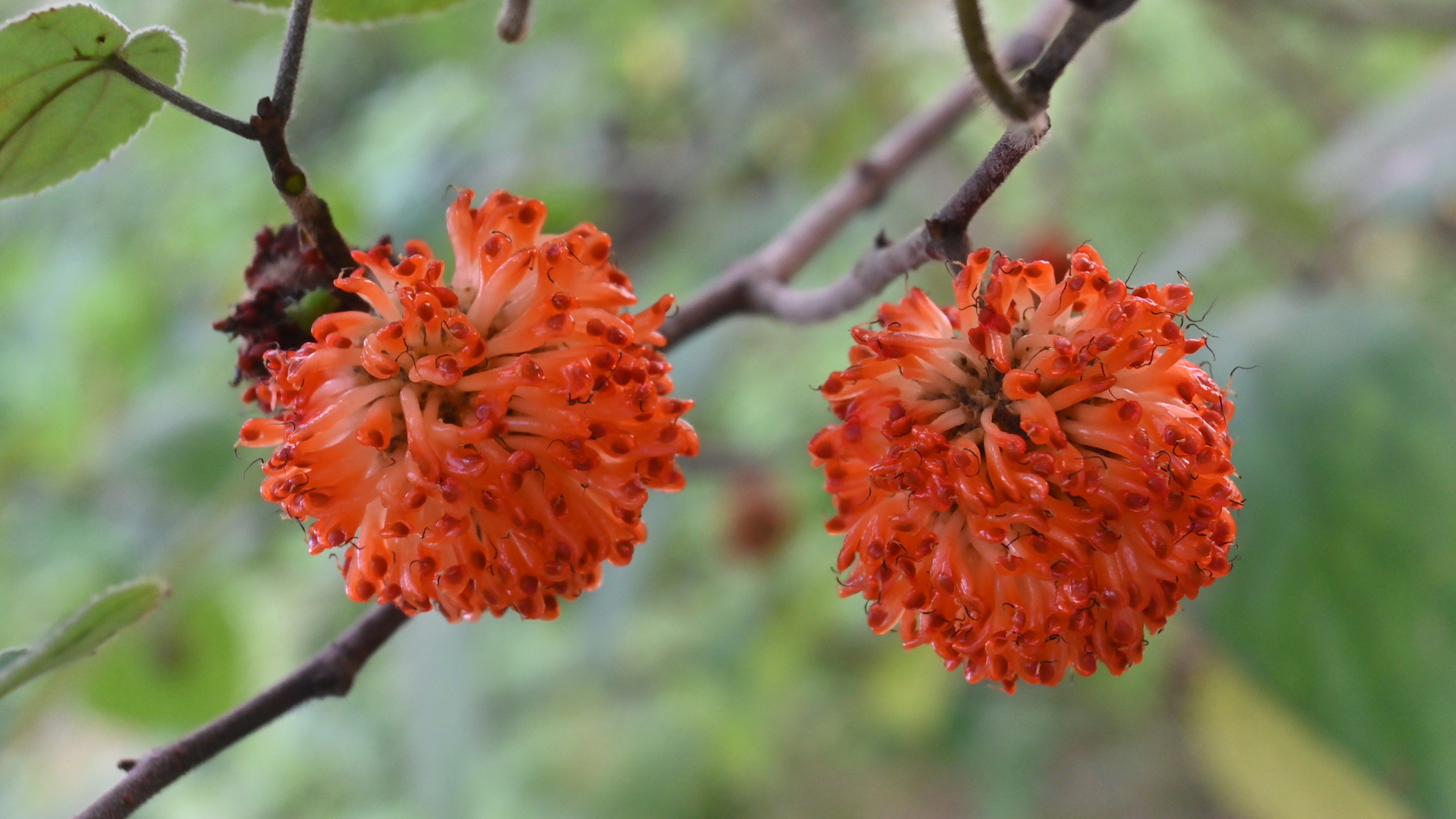 构树香甜好吃的野果,没吃过的人以为有毒,食用价值了解吗?