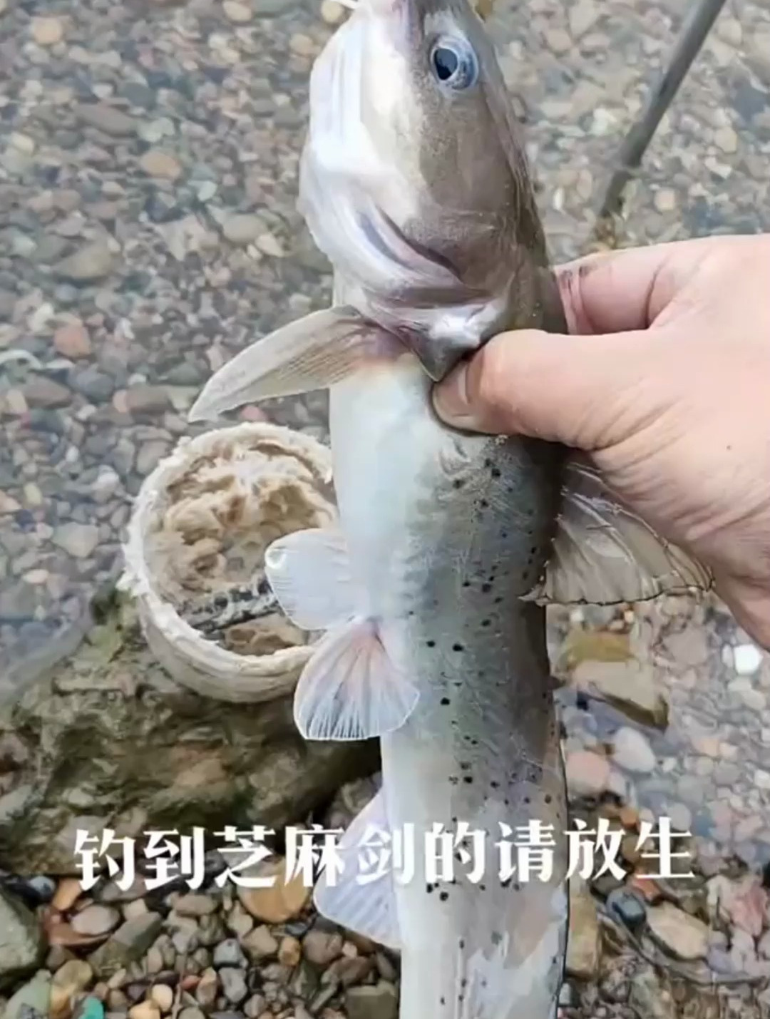 釣友們釣到芝麻劍魚為什麼要放生呢,不能直接放蔥姜嗎