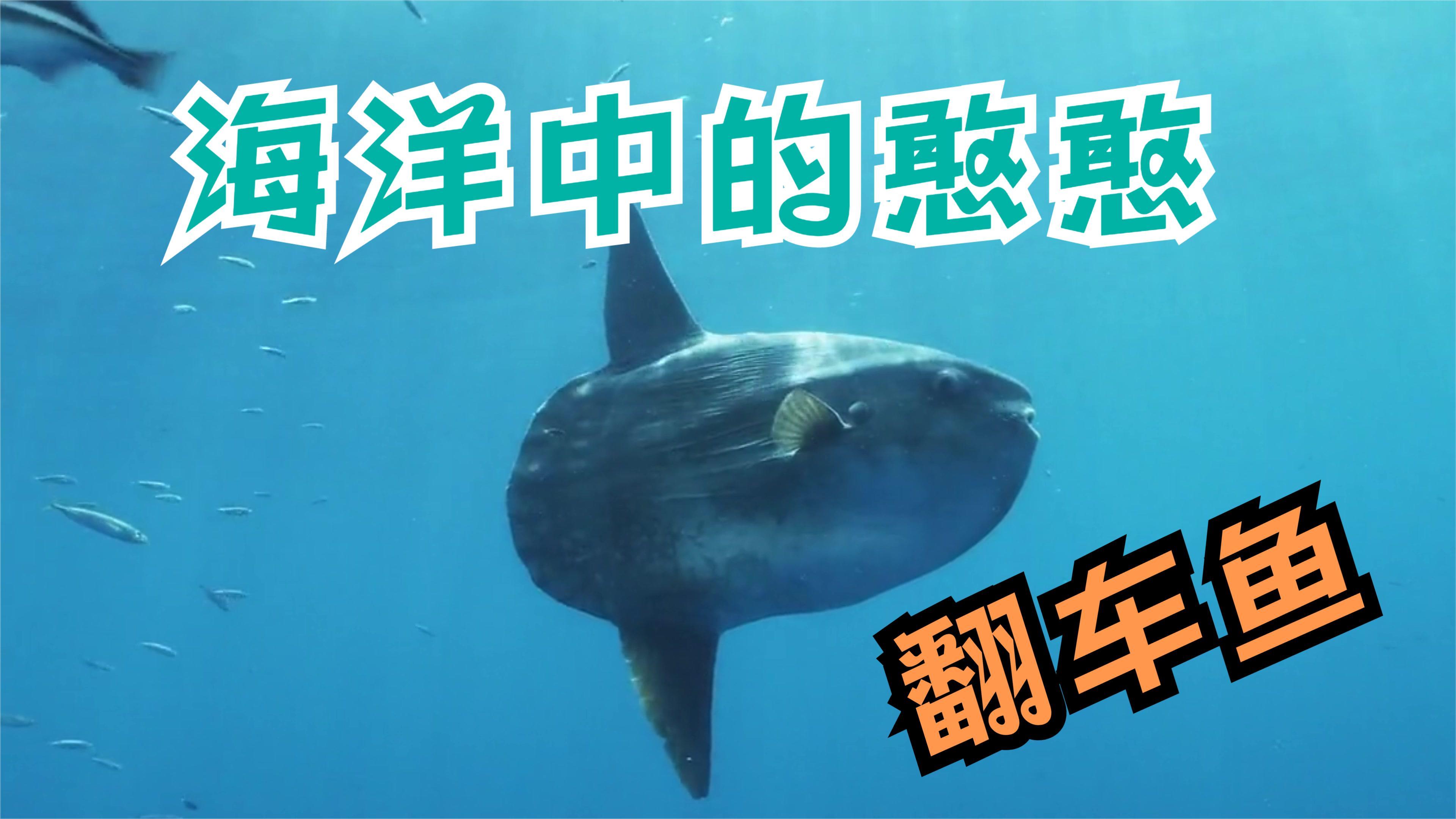 海洋中的憨憨翻车鱼