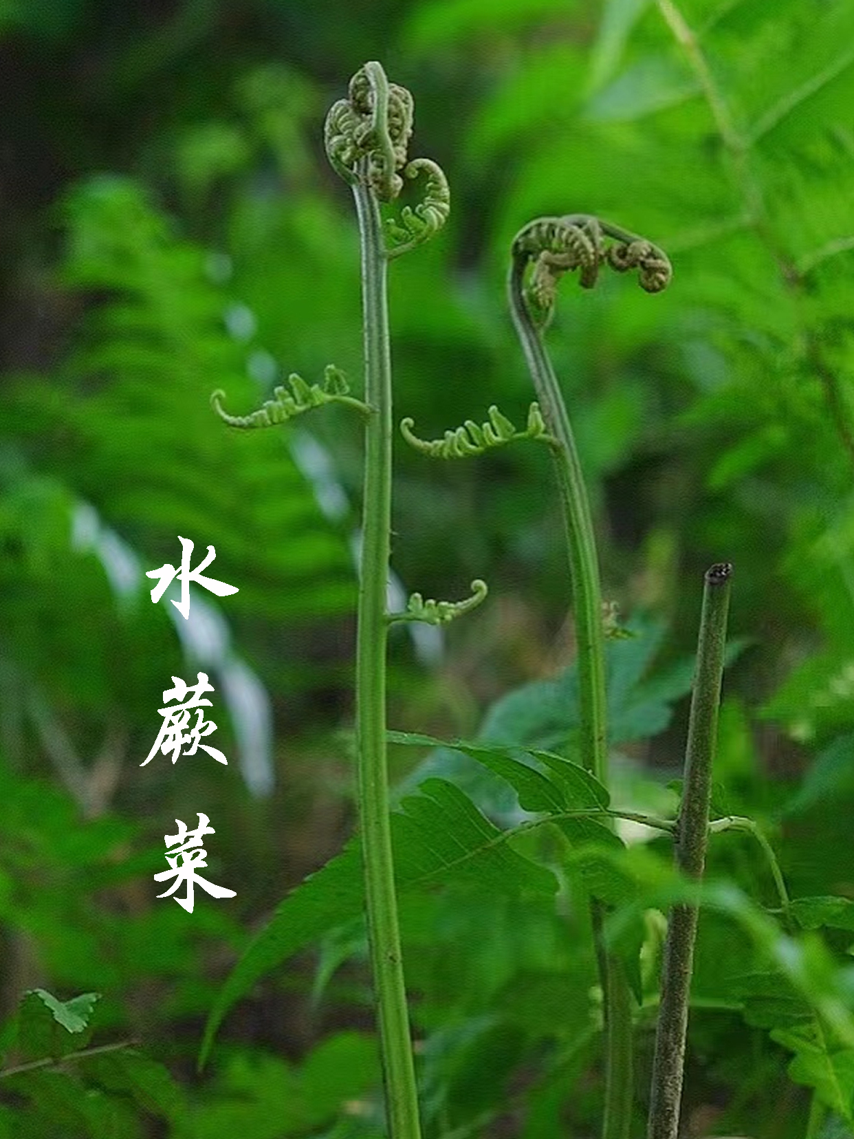 享受治愈解压的野菜采摘过程,在这个夏天,实现水蕨菜自由