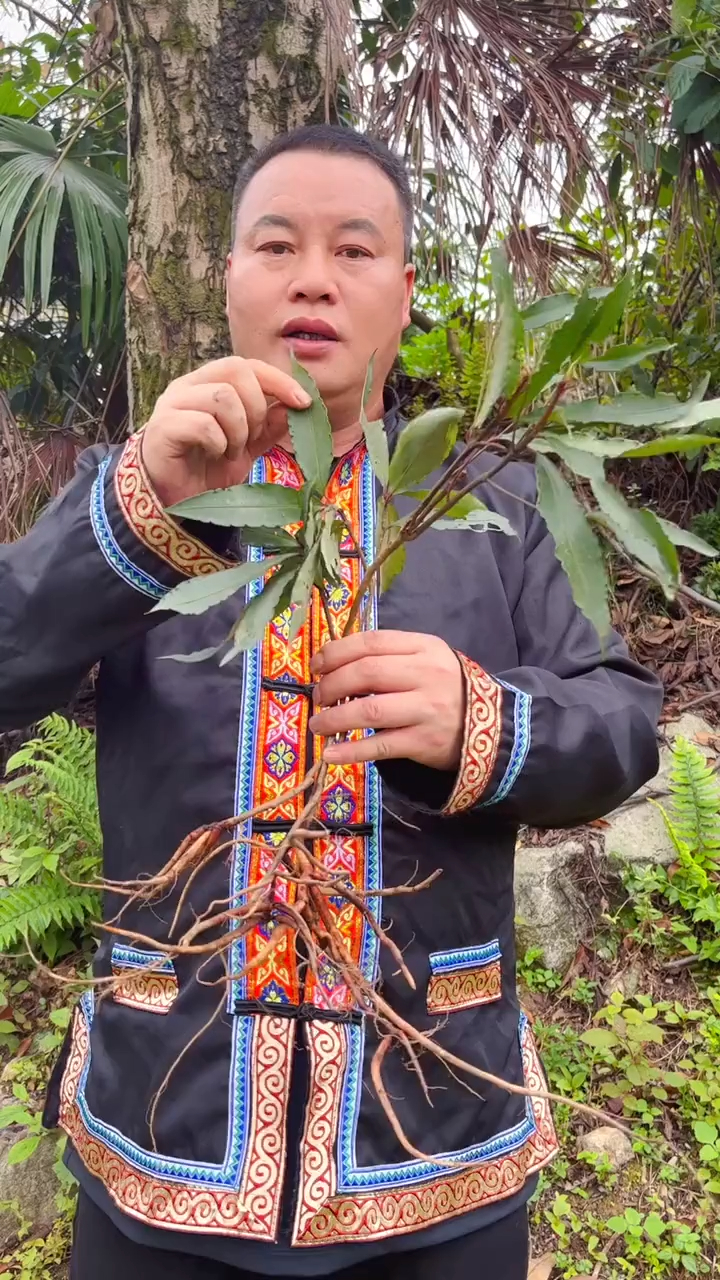 八爪金龍的別名:八爪根,鐵雨傘,過山龍,你們都見過嗎?