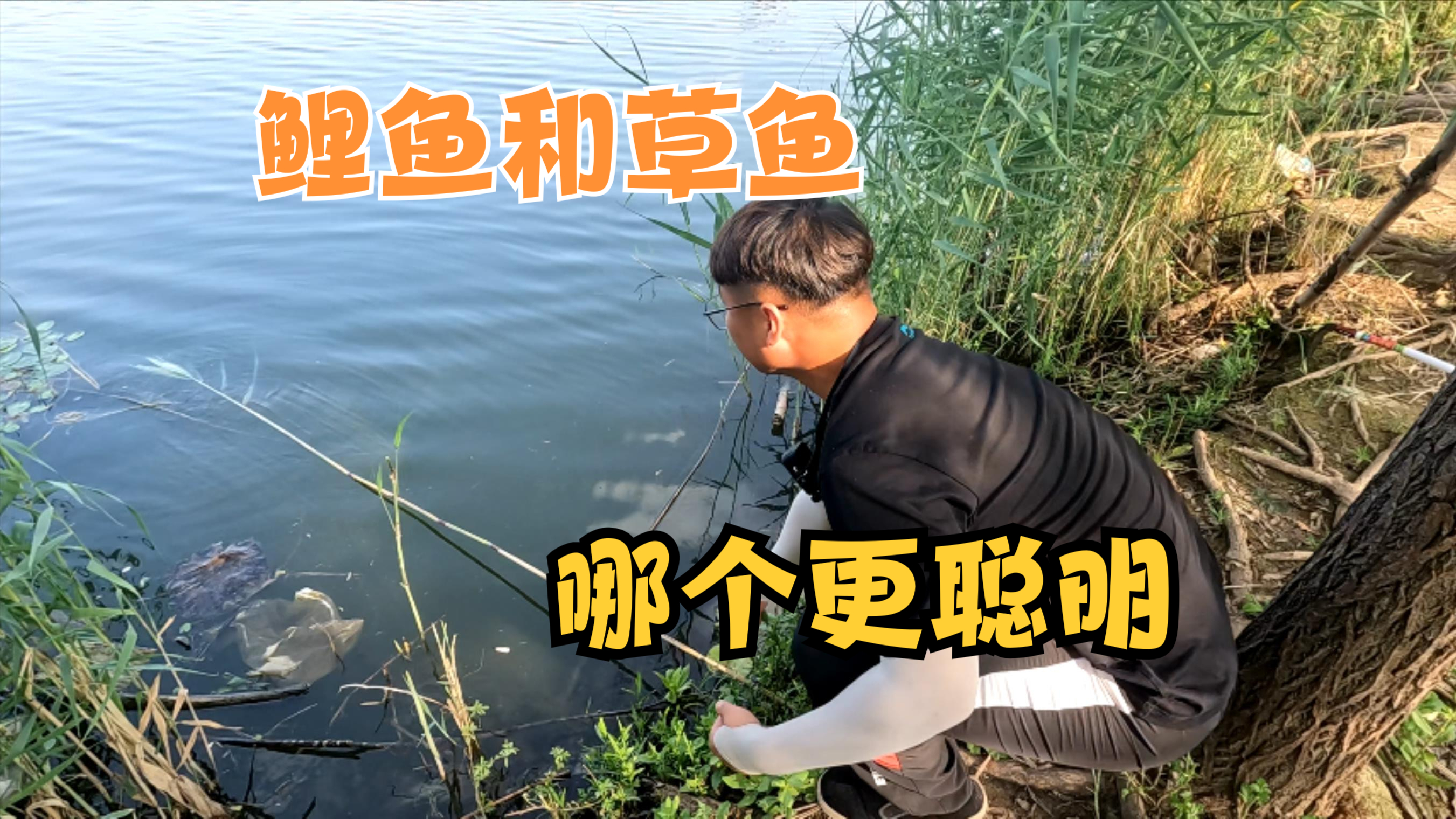 鲤鱼和草鱼谁更聪明？哪种鱼更难钓？有好的破解的方法吗