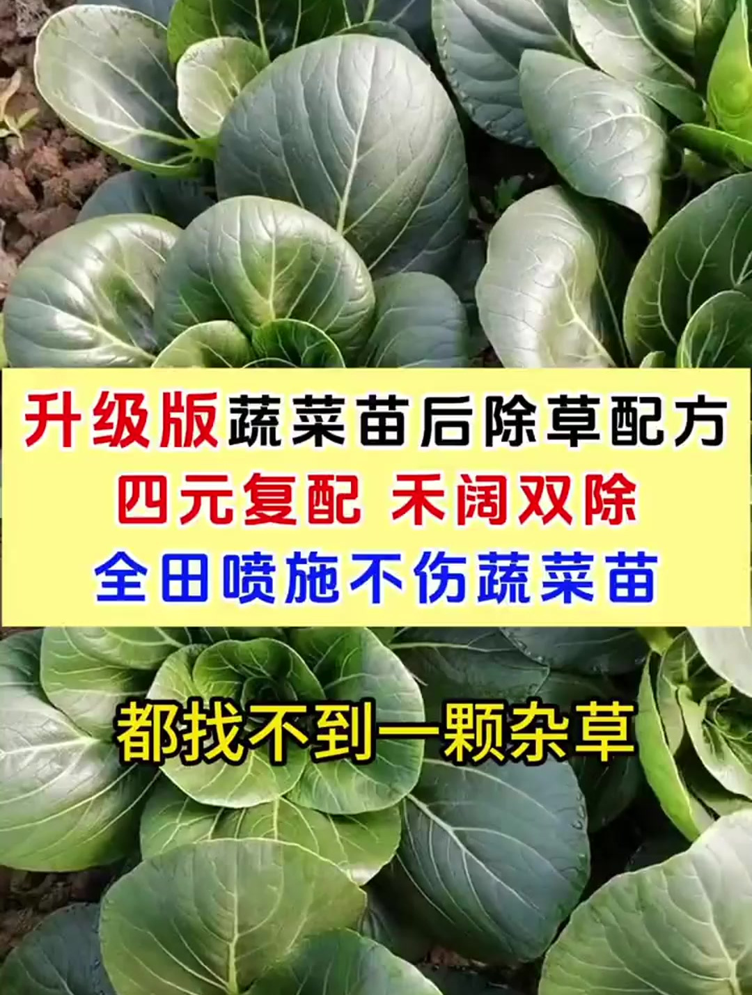 蔬菜苗后除草剂,四效合一,强强复配,禾阔双除