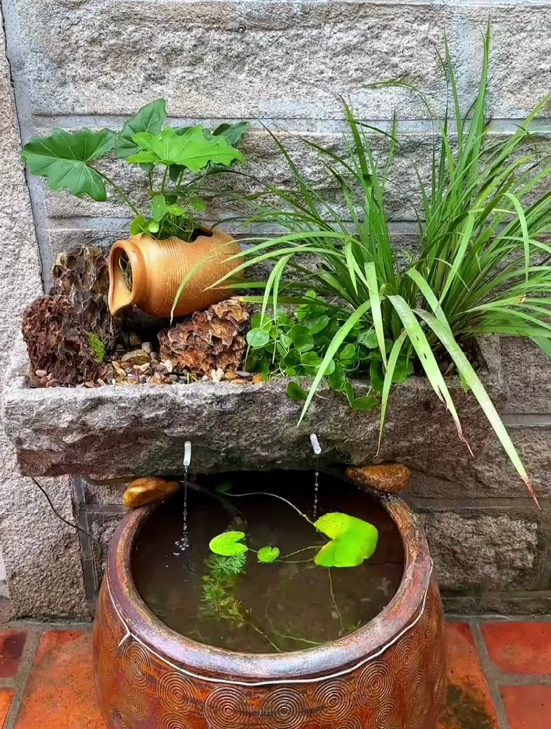 老水缸怎么养鱼呢?教会新手养鱼开缸建立生态系统,你们学会了吗