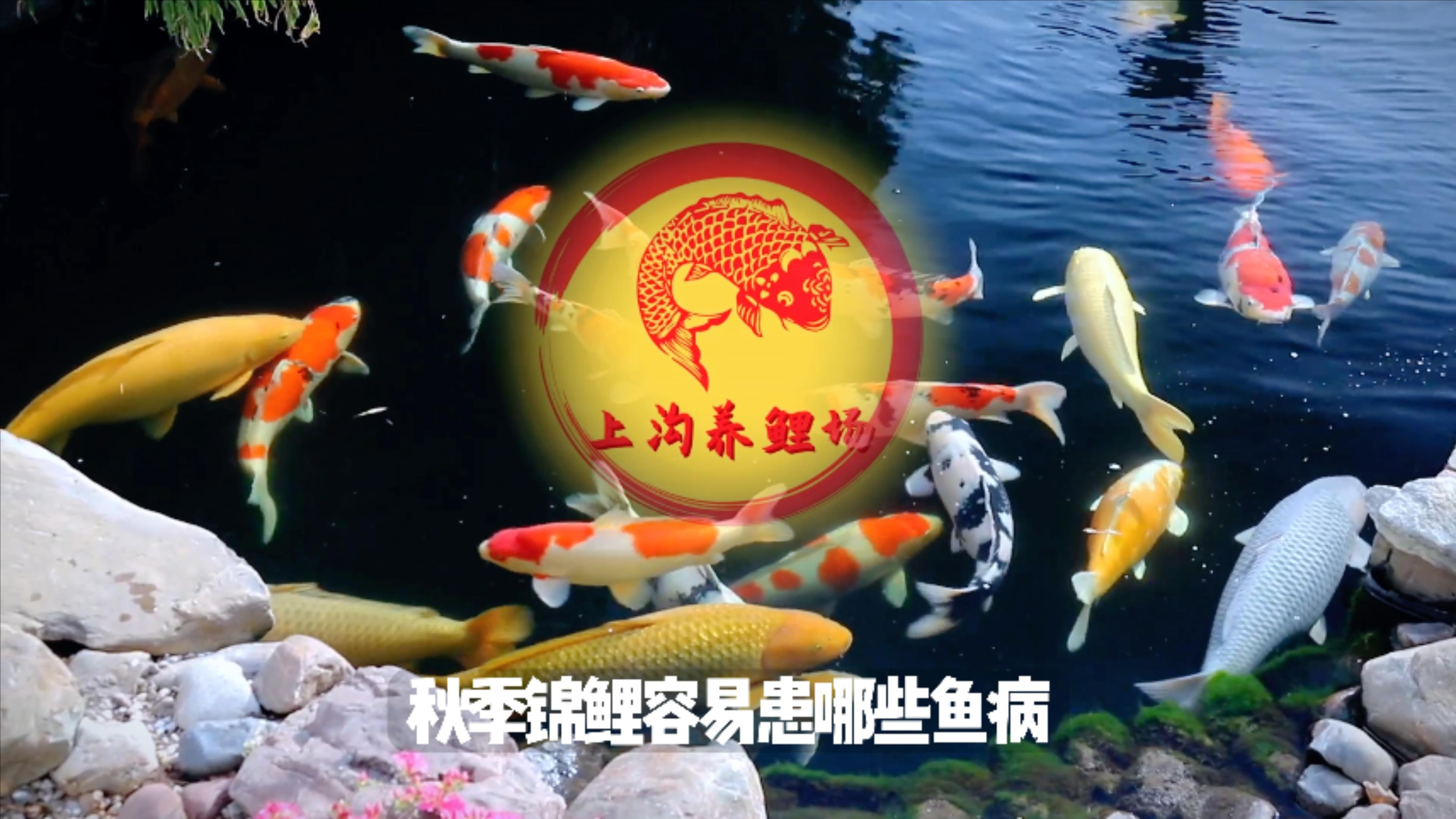 锦鲤秋季饲养容易患哪些鱼病?请大家做好预防!