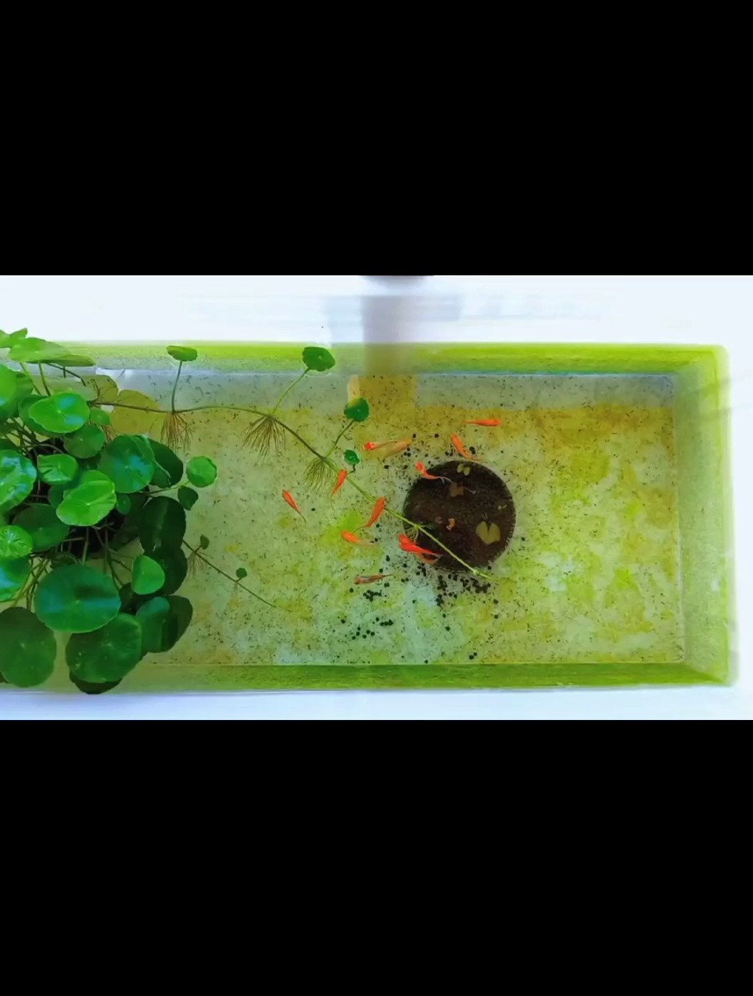 泡沫箱养锦鲤?锦鲤鱼缸开缸三天,缸壁长出绿苔,水质非常稳定