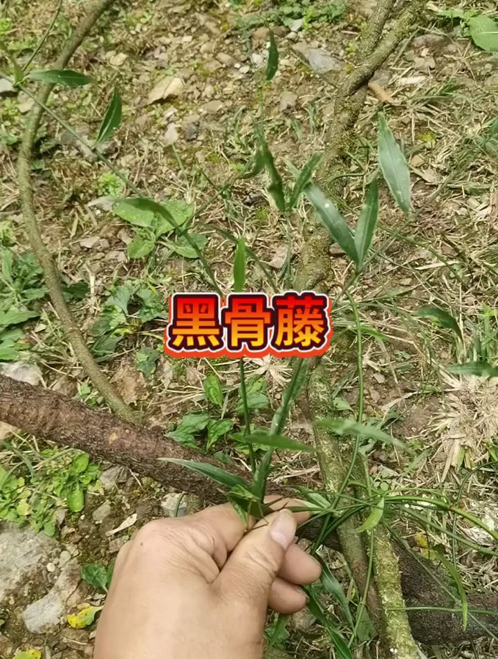 好长的一株黑骨藤,真是难得