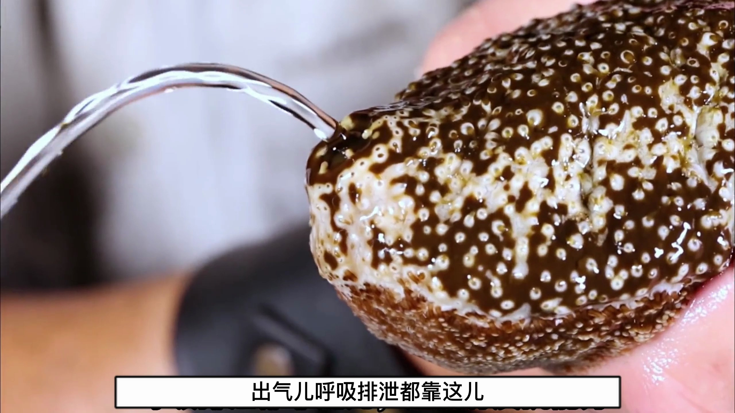 被隐鱼寄生的海参