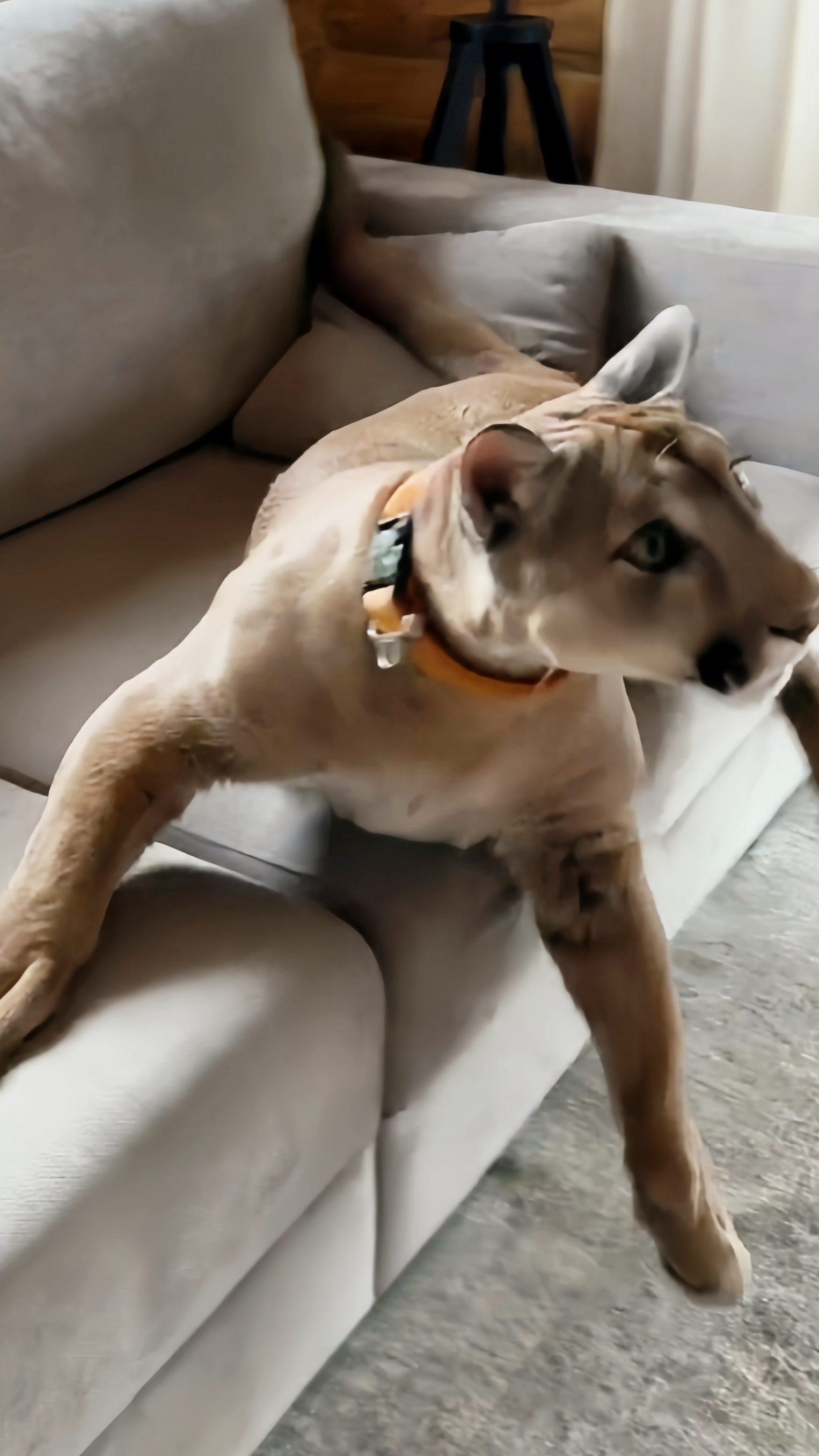 美洲狮梅西:都别动!让我来