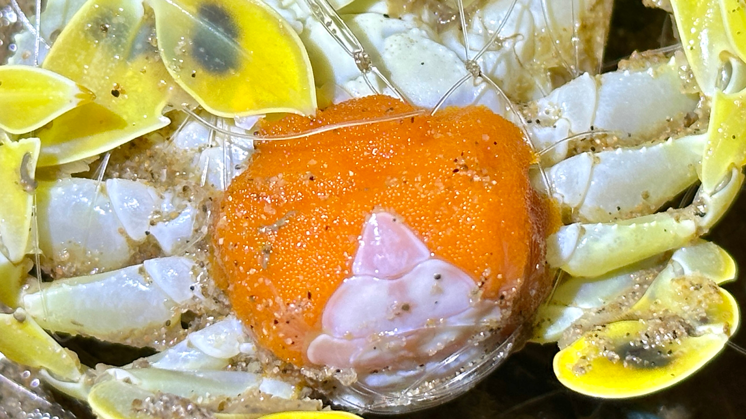 大齐赶海,退潮后发现沙旦蟹上网还带着小宝宝,准备解救一下