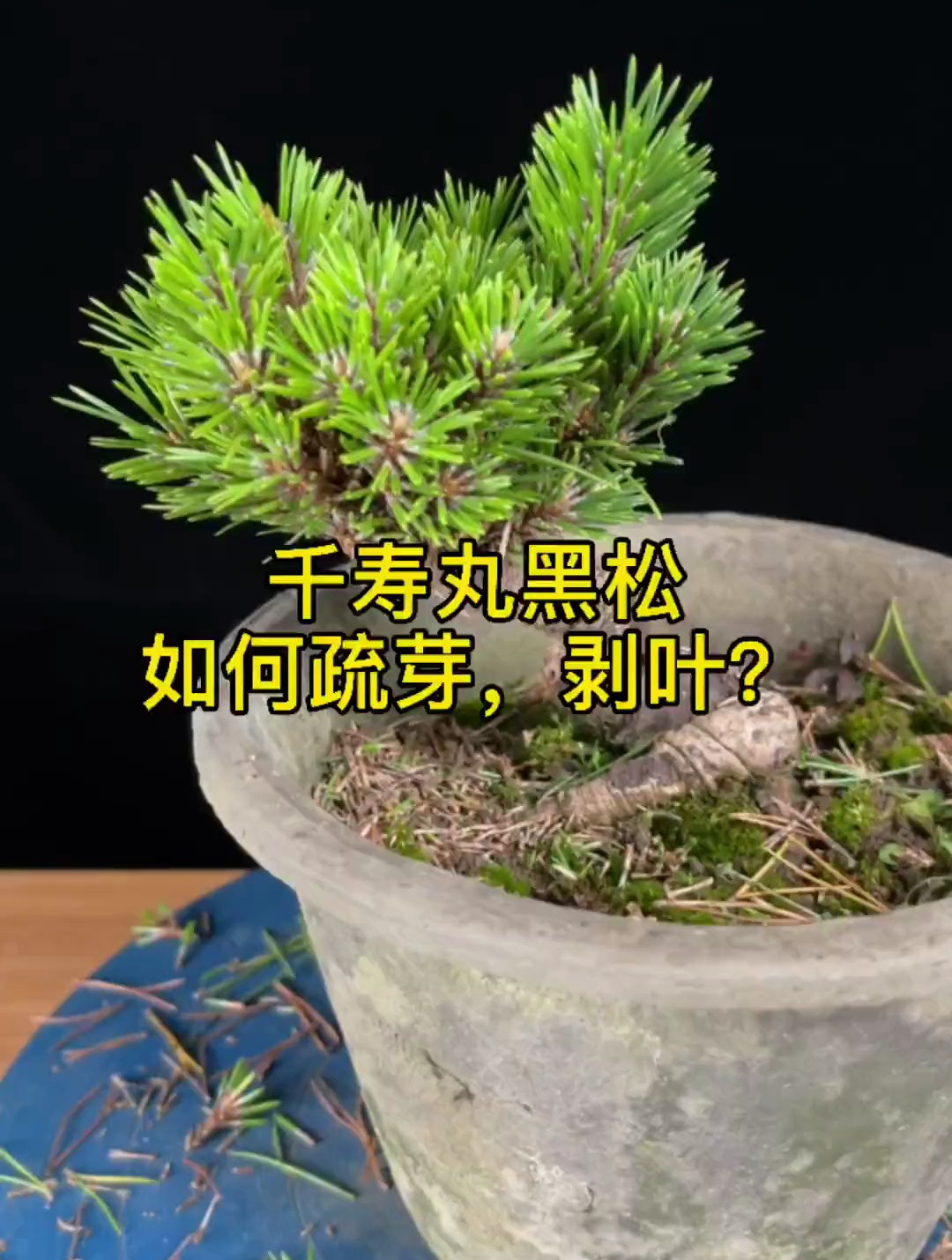 千寿丸黑松如何疏芽,剥叶?千寿丸黑松盆景疏芽,疏叶,操作详解