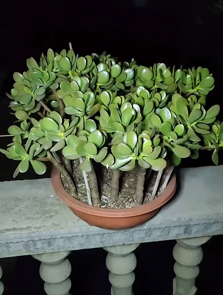 培育了两年的棒棒糖玉树小苗花卉绿植花卉绿植养花多肉植物-度小视