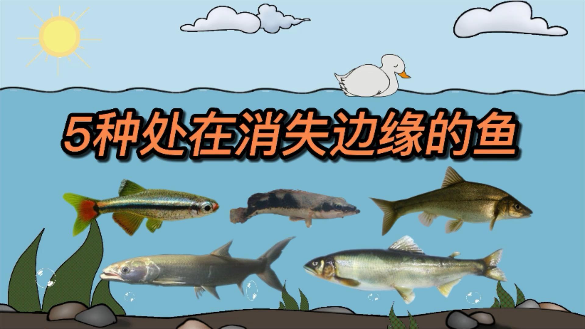 5种处在消失边缘的鱼