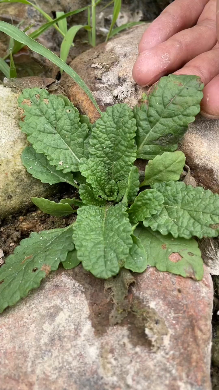 蛤蟆草也叫荔枝草皺皮草,屬一年生草本植物,大家都叫它什麼名字