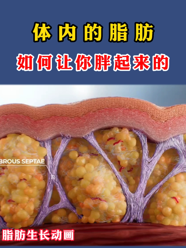 体内的脂肪是如何让自己胖起来的?