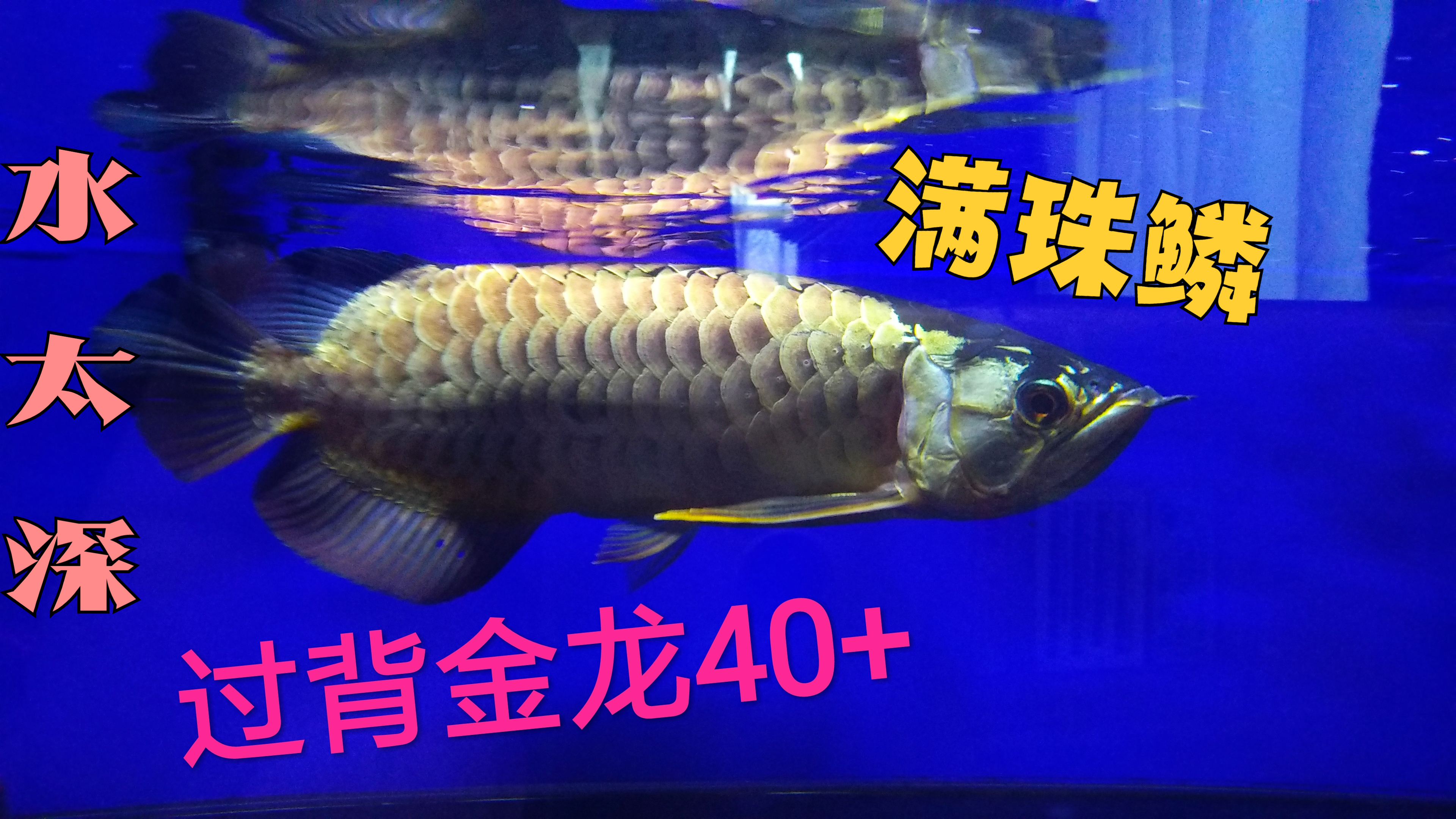 购买龙鱼水太深。喂活食和用灯真能起到增色作用?别太天真了