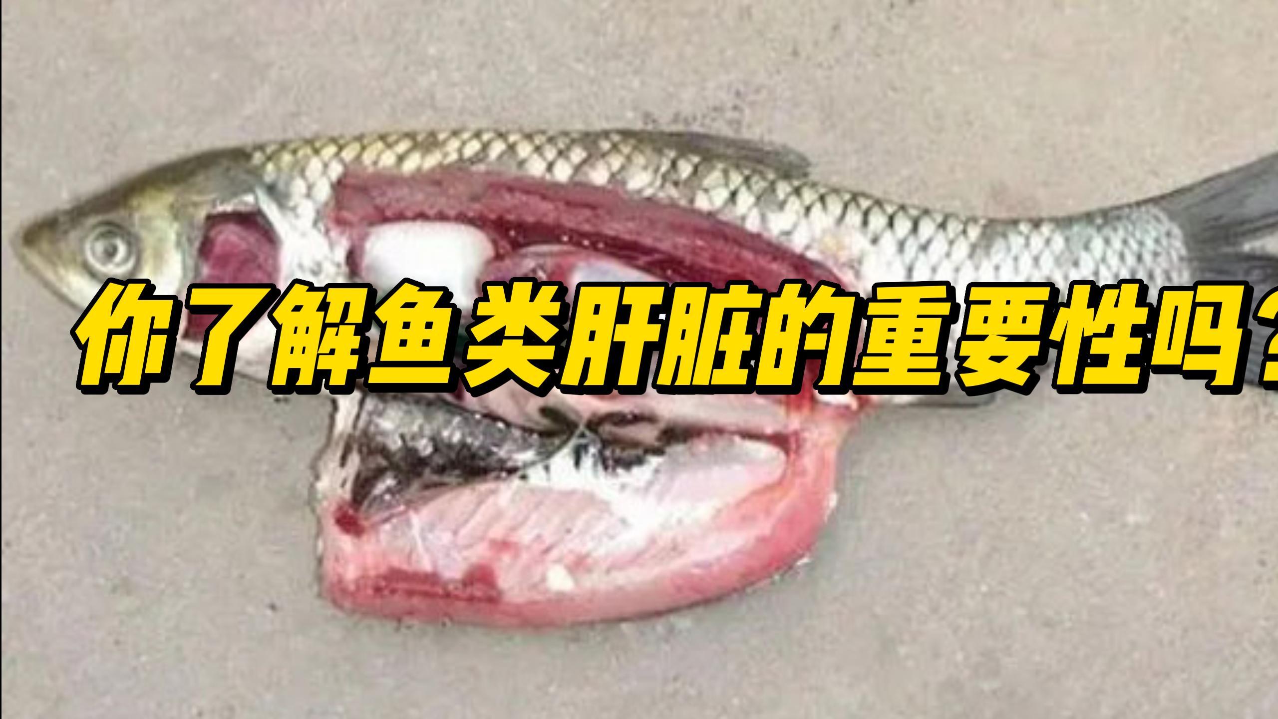 你了解鱼类肝胆的重要性吗?