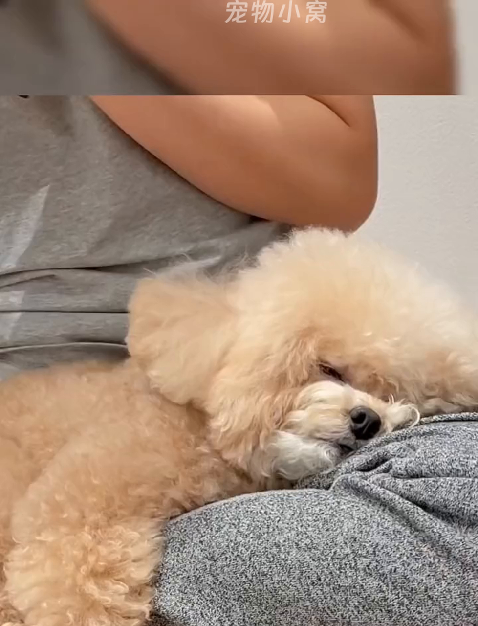 汪星人累趴了,狗狗也需要休息哦