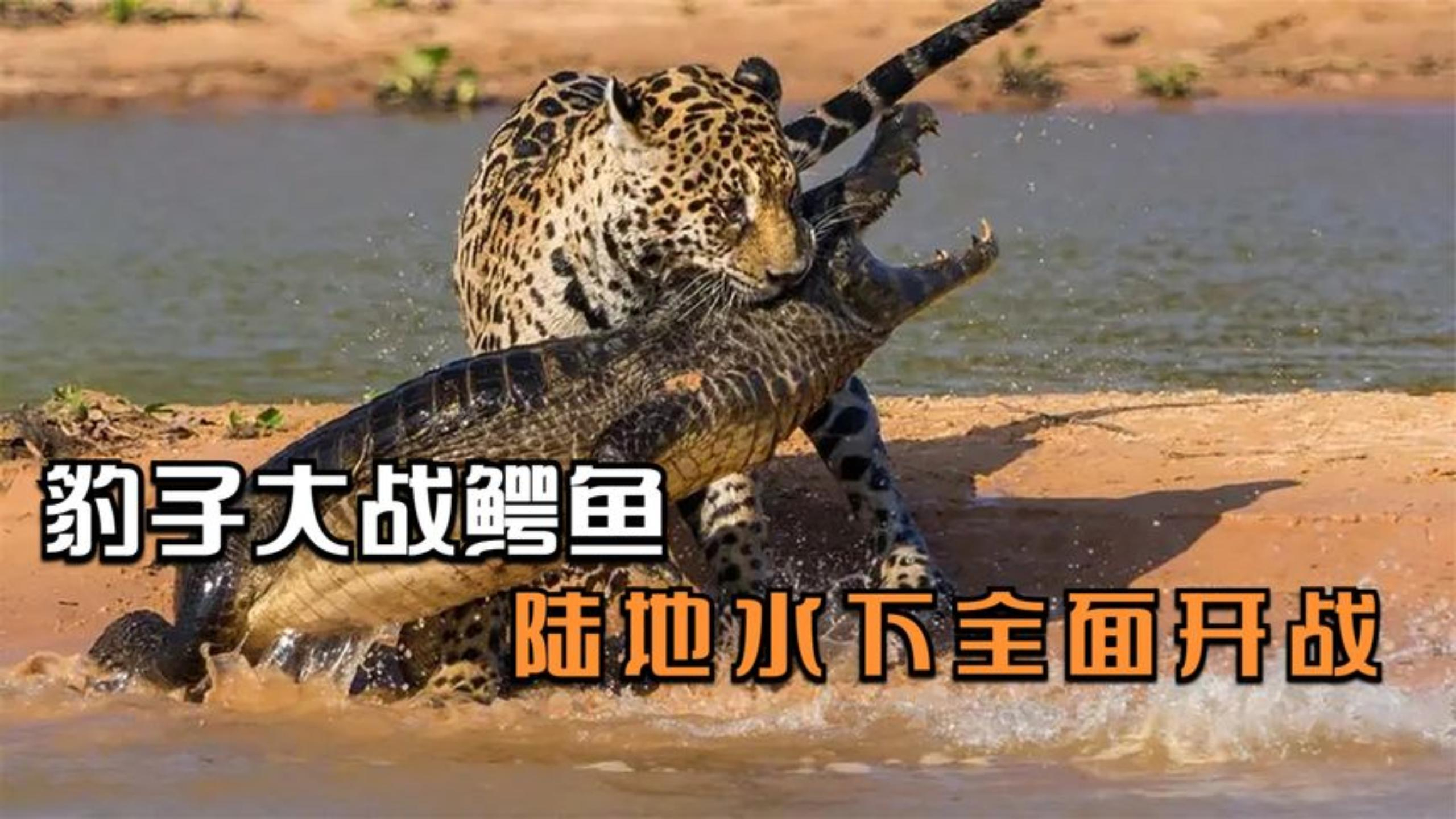 豹子大战鳄鱼,陆地水中全面开战,真的精彩