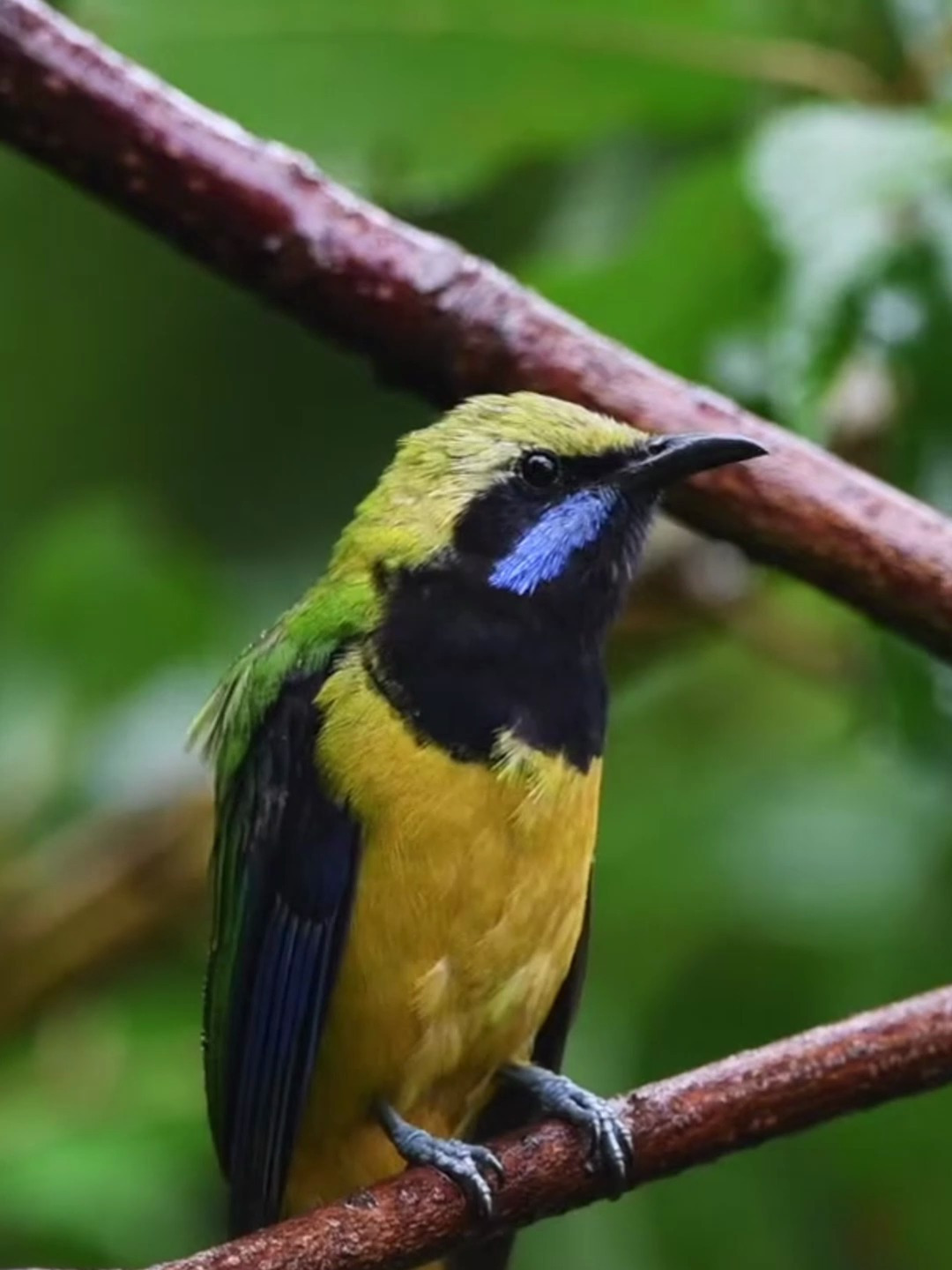 清晰好听的鸟叫声,橙腹叶鹎在雨中唱歌