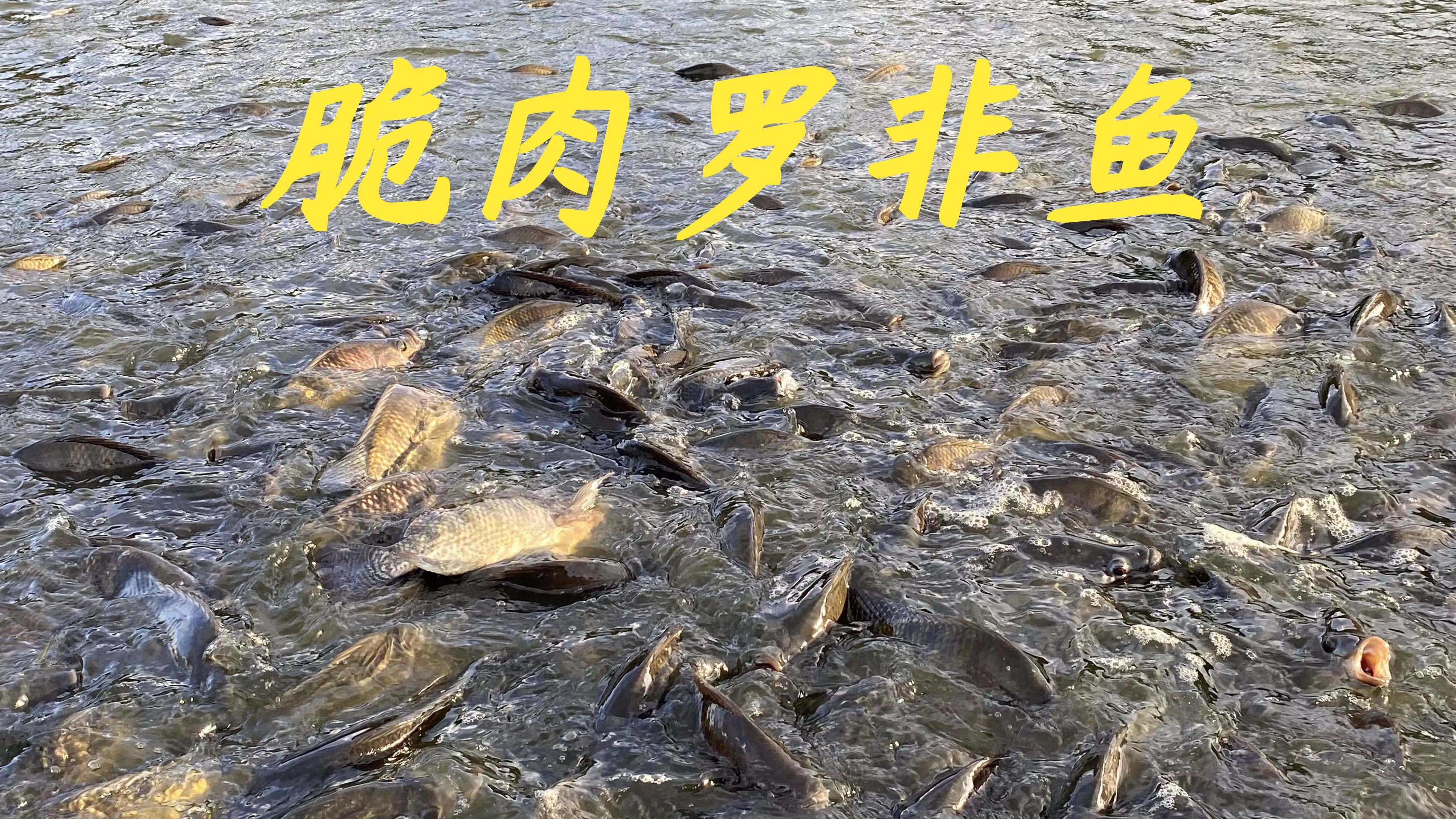 网友们都在问老林,脆肉罗非鱼好不好养,今天来给大家分析一下