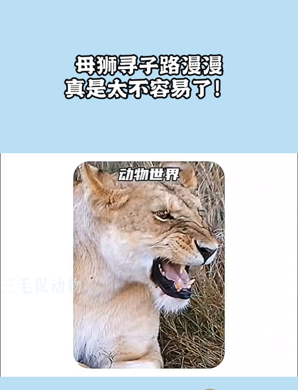 小狮子找不到母狮了