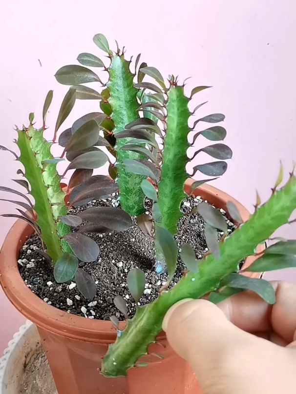 龙骨的扦插枝条选择,扦插的时候,嫩的枝条老的枝条都是可以的