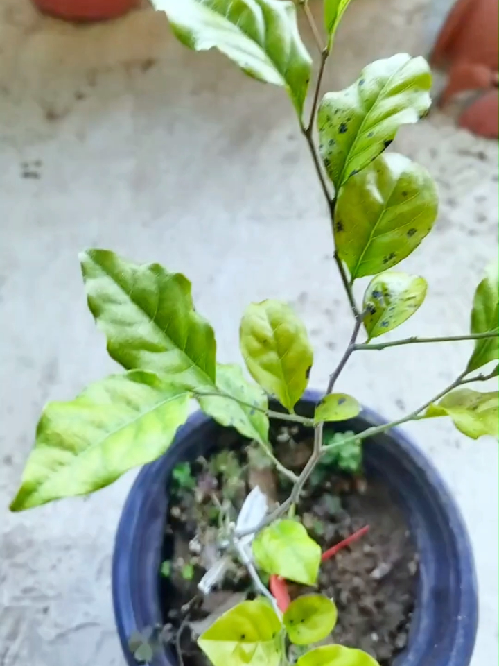 教你一招快速拯救预防黑斑病,炭蛆病-度小视