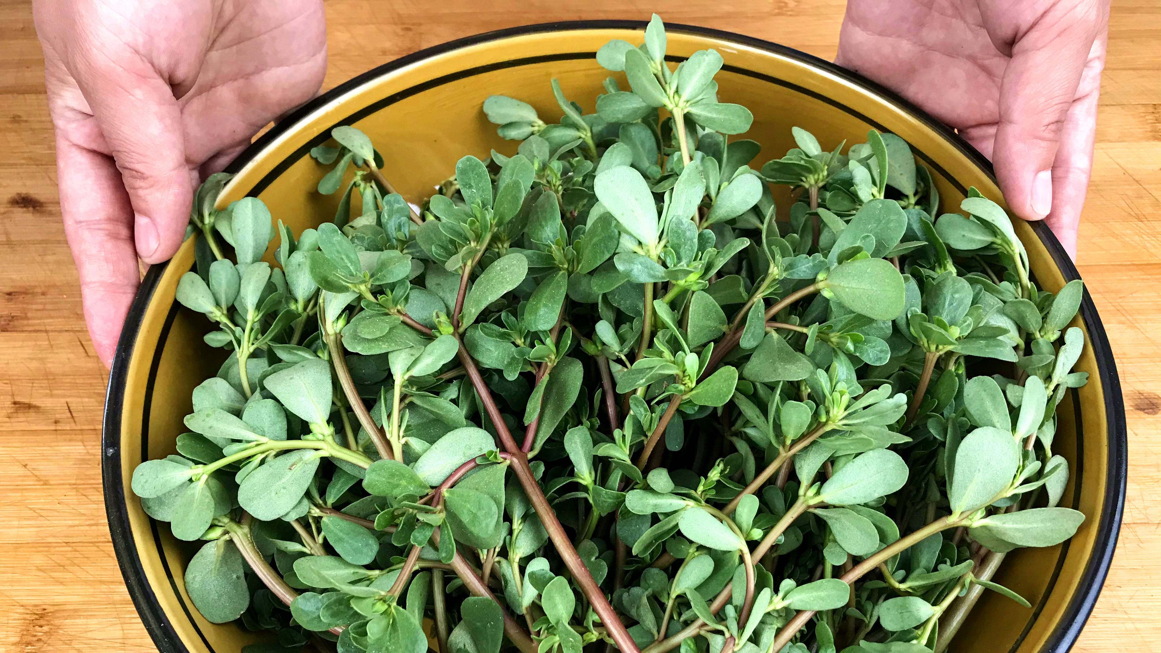 夏天多吃马齿苋,这种神仙做法,吃一次就忘不了