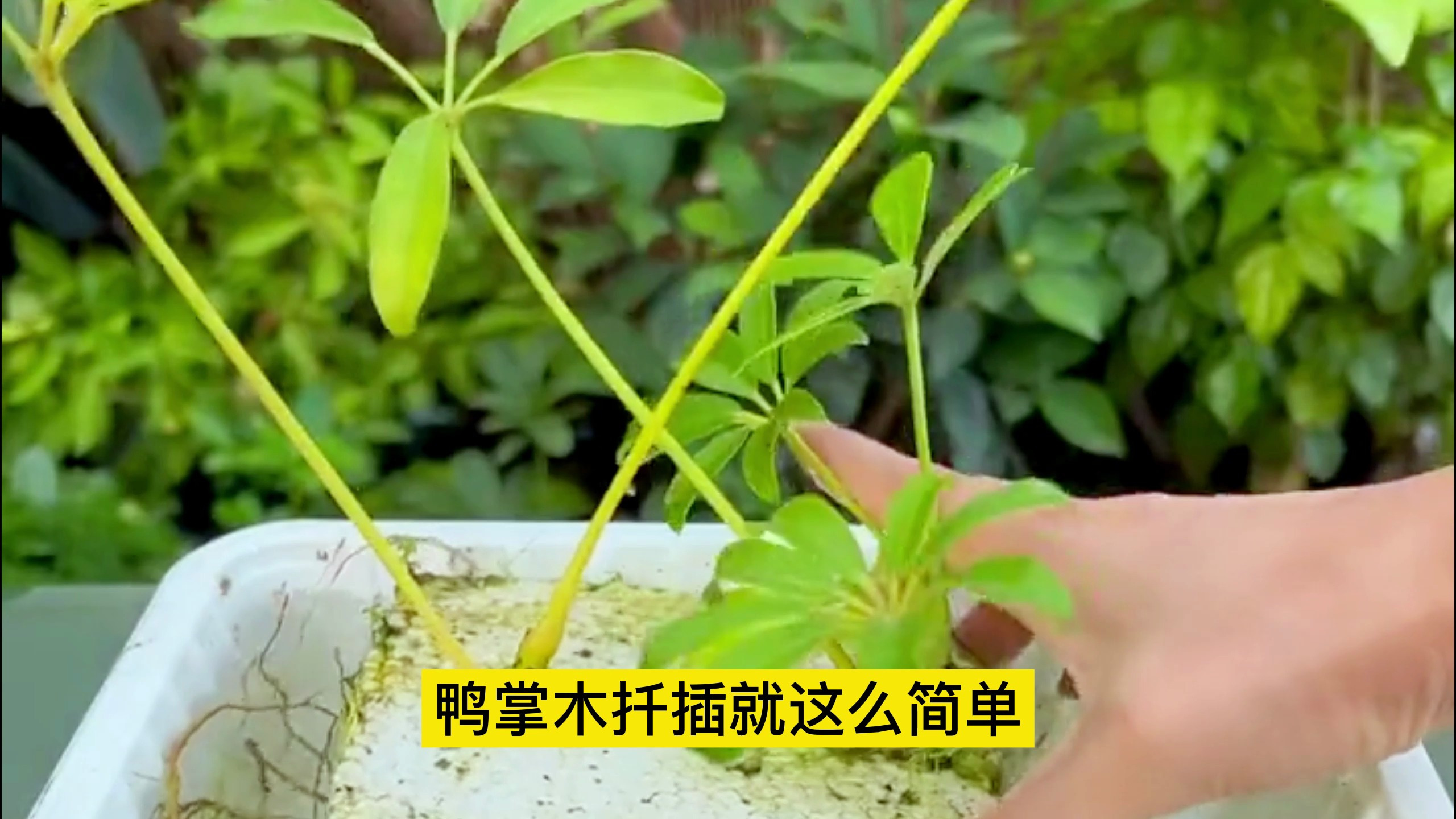 鸭掌木扦插就是这简单,“1剪1插”就能成活生根!