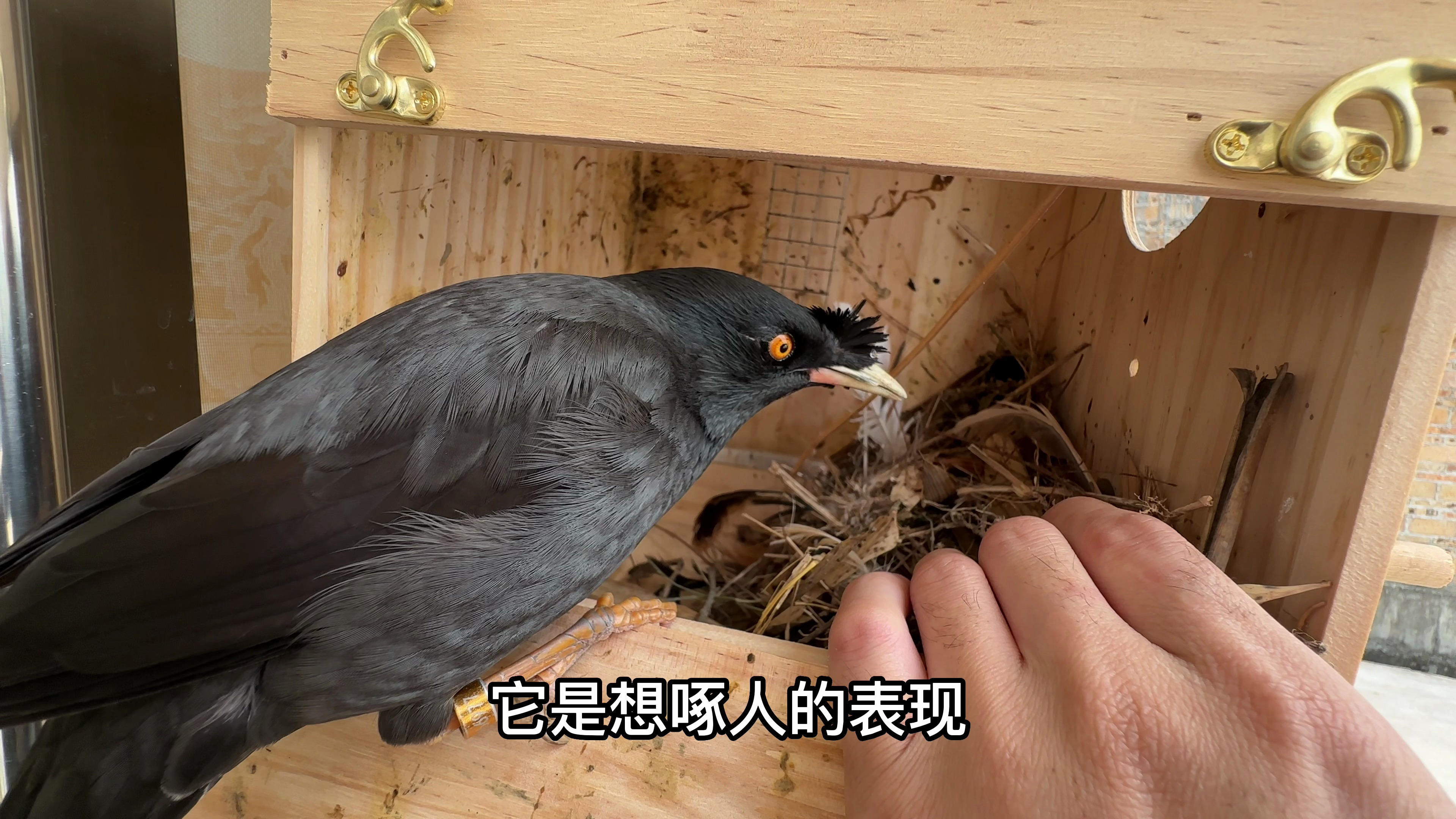 明明是八哥,却天天吃鱼,快养成水鸡了