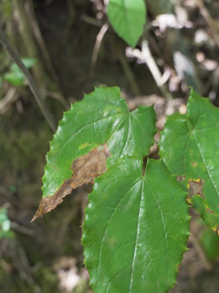 淫羊藿又名三枝九叶草 你知道吗