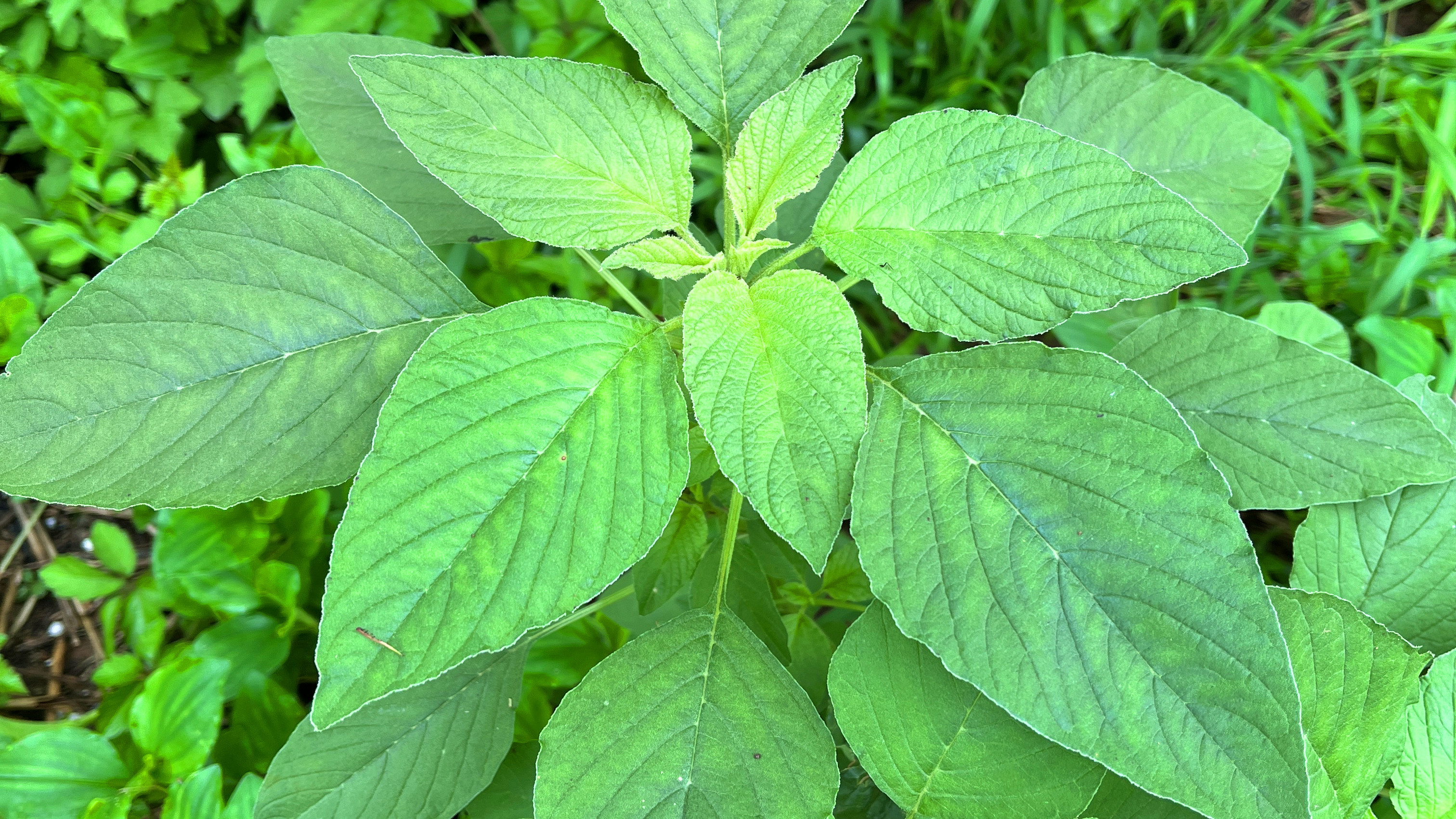 野苋菜又叫“高钙菜”,对人的好处真不少,你吃过吗?
