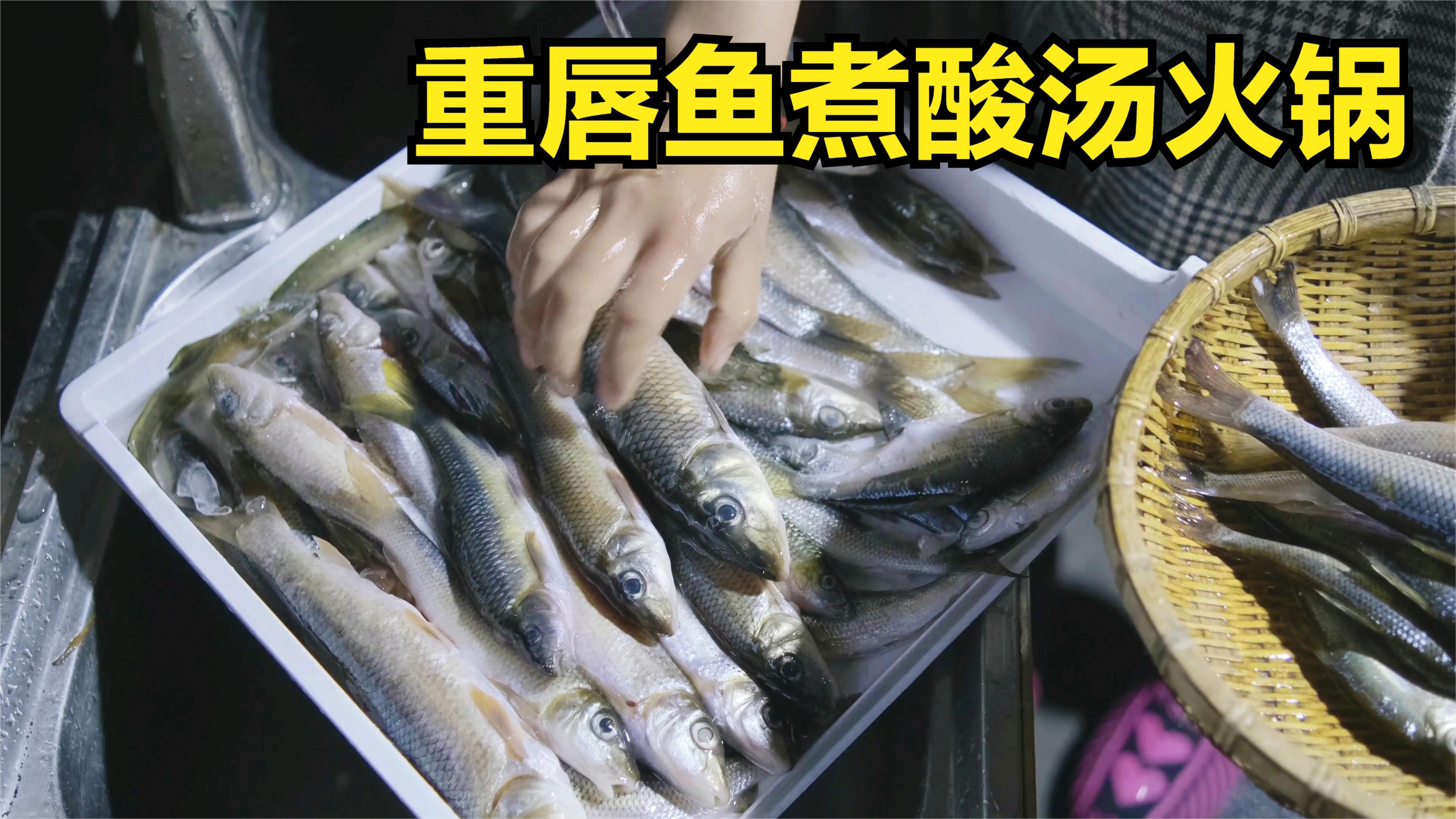 小野在河边钓的重唇鱼,听说一斤要20多块钱,拿来煮酸汤味道不错