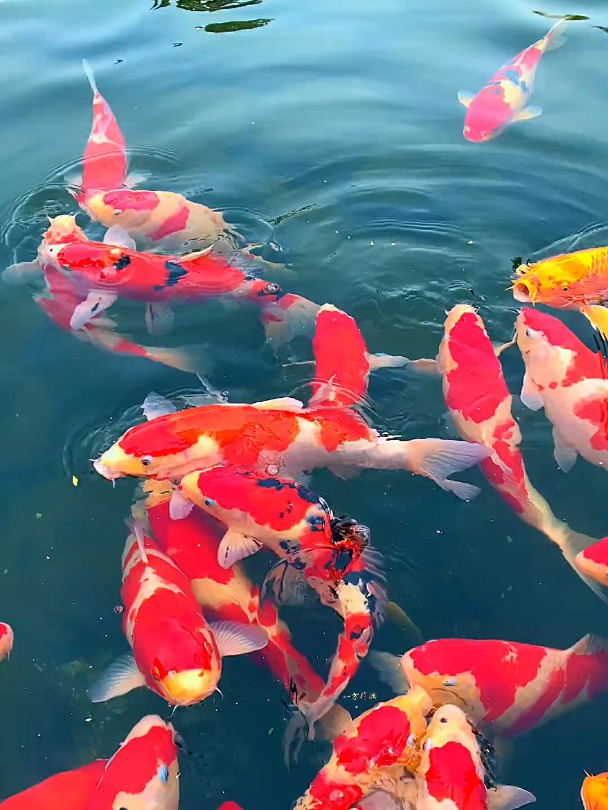 锦鲤呈祥,为您带来好运和幸福,愿您的人生如诗如歌,美好不断