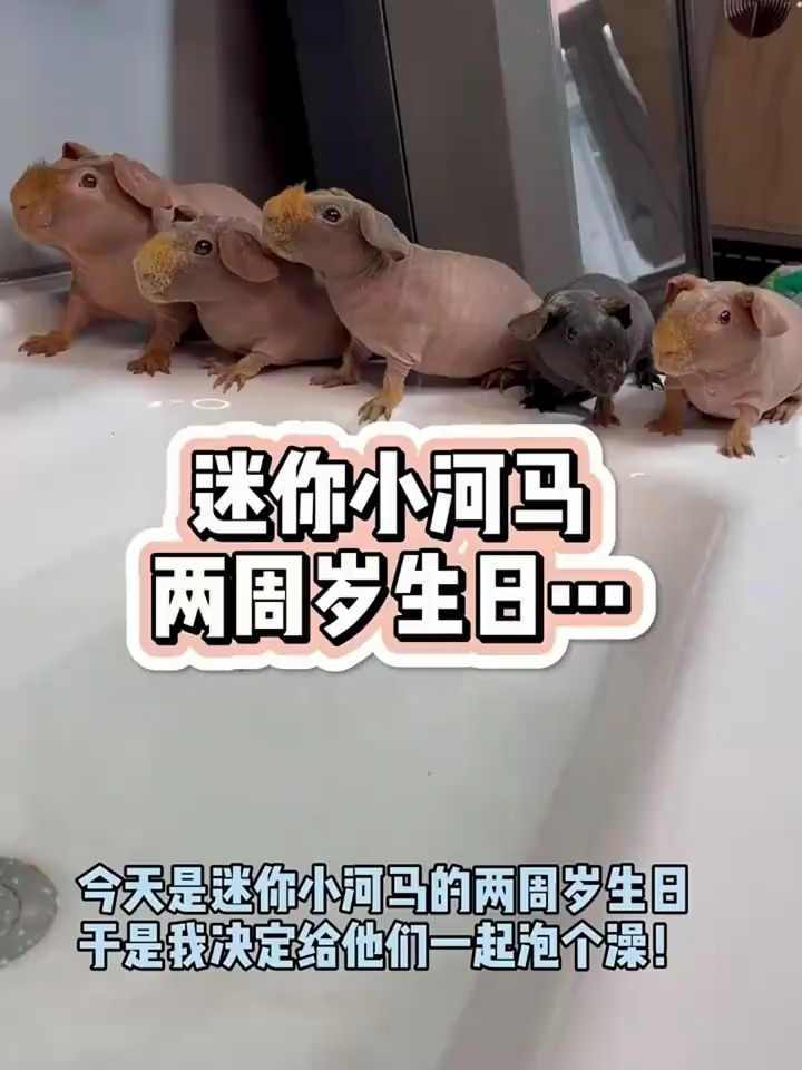 小河马说:虽然没有礼物和蛋糕,但是有你的陪伴是最好的